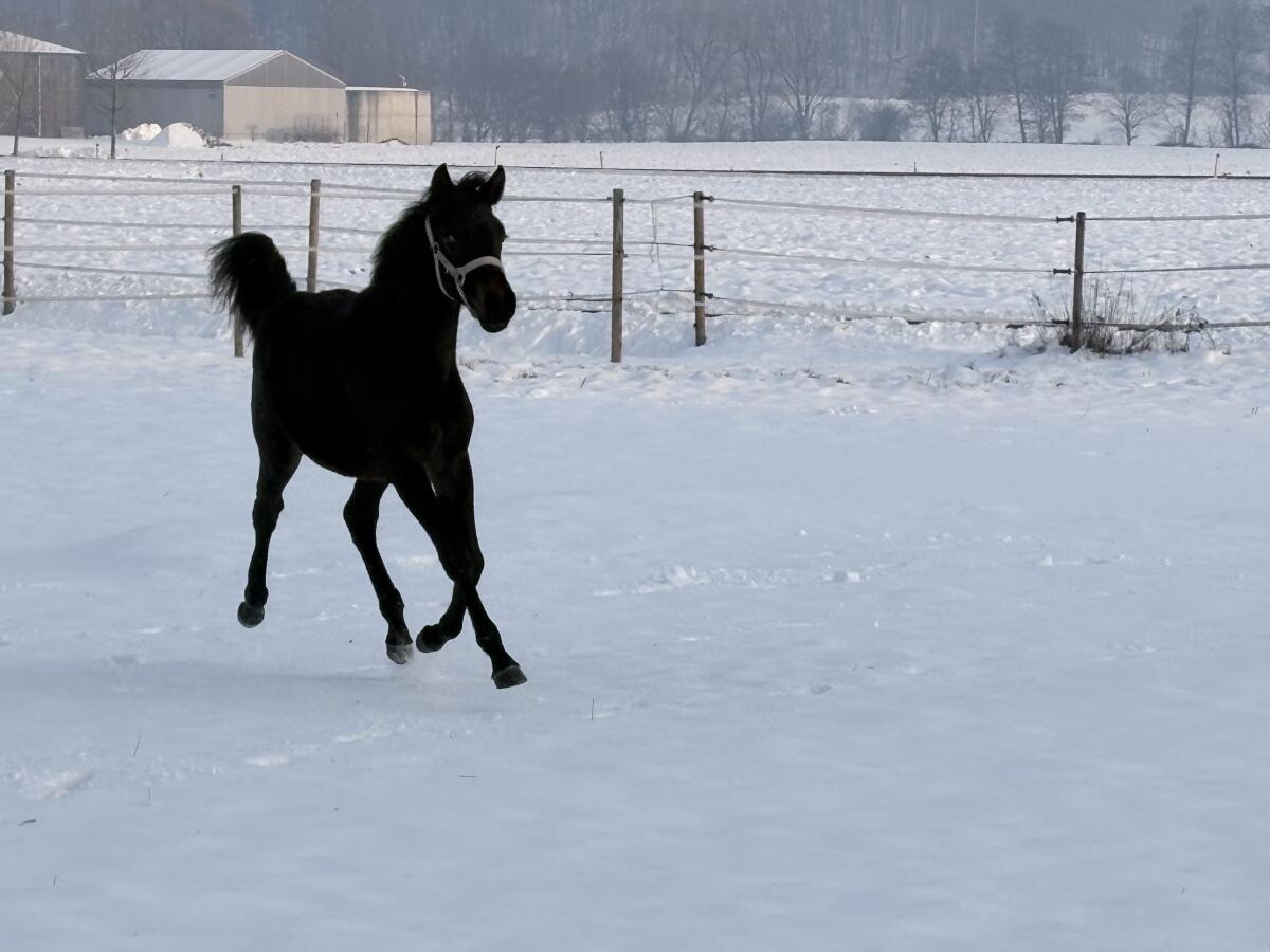 Wunderschönes Trakehner Stutfohlen 3