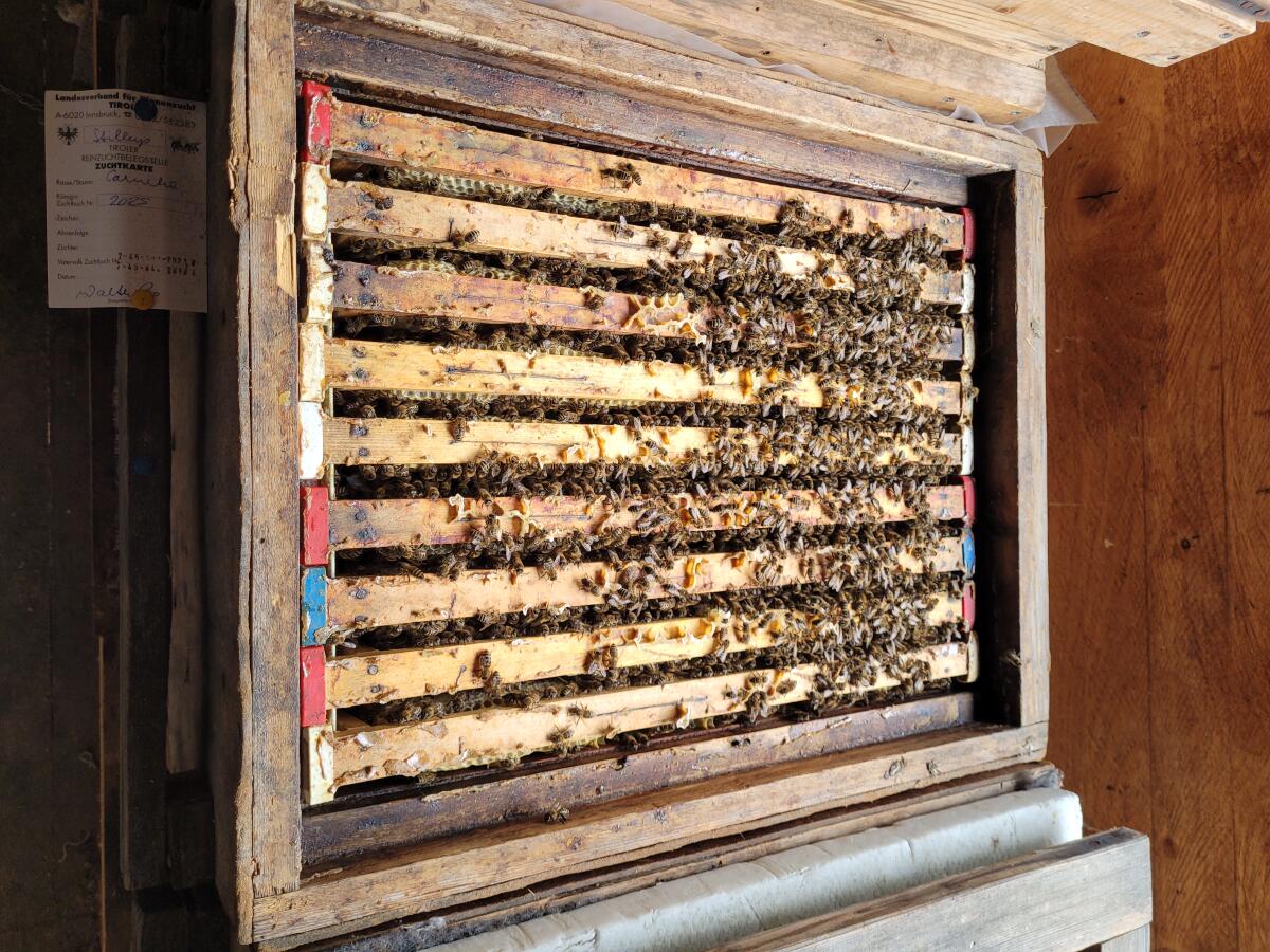 Bienenvolk 3