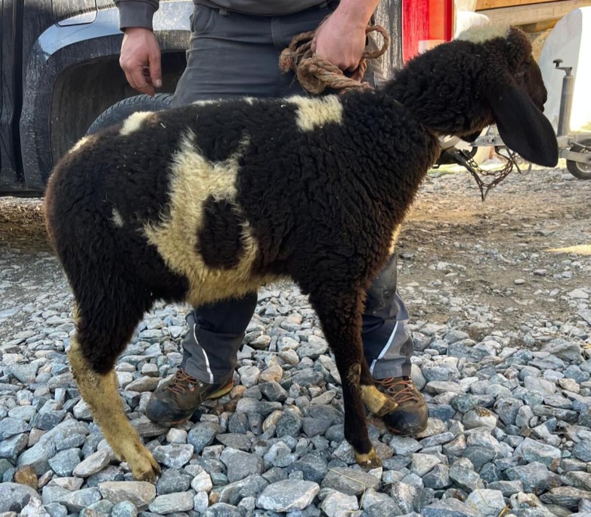 Verkaufe Tscheggenlamm 2