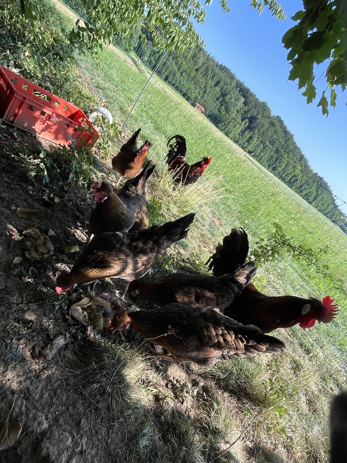Altsteirer Zuchtstamm 2