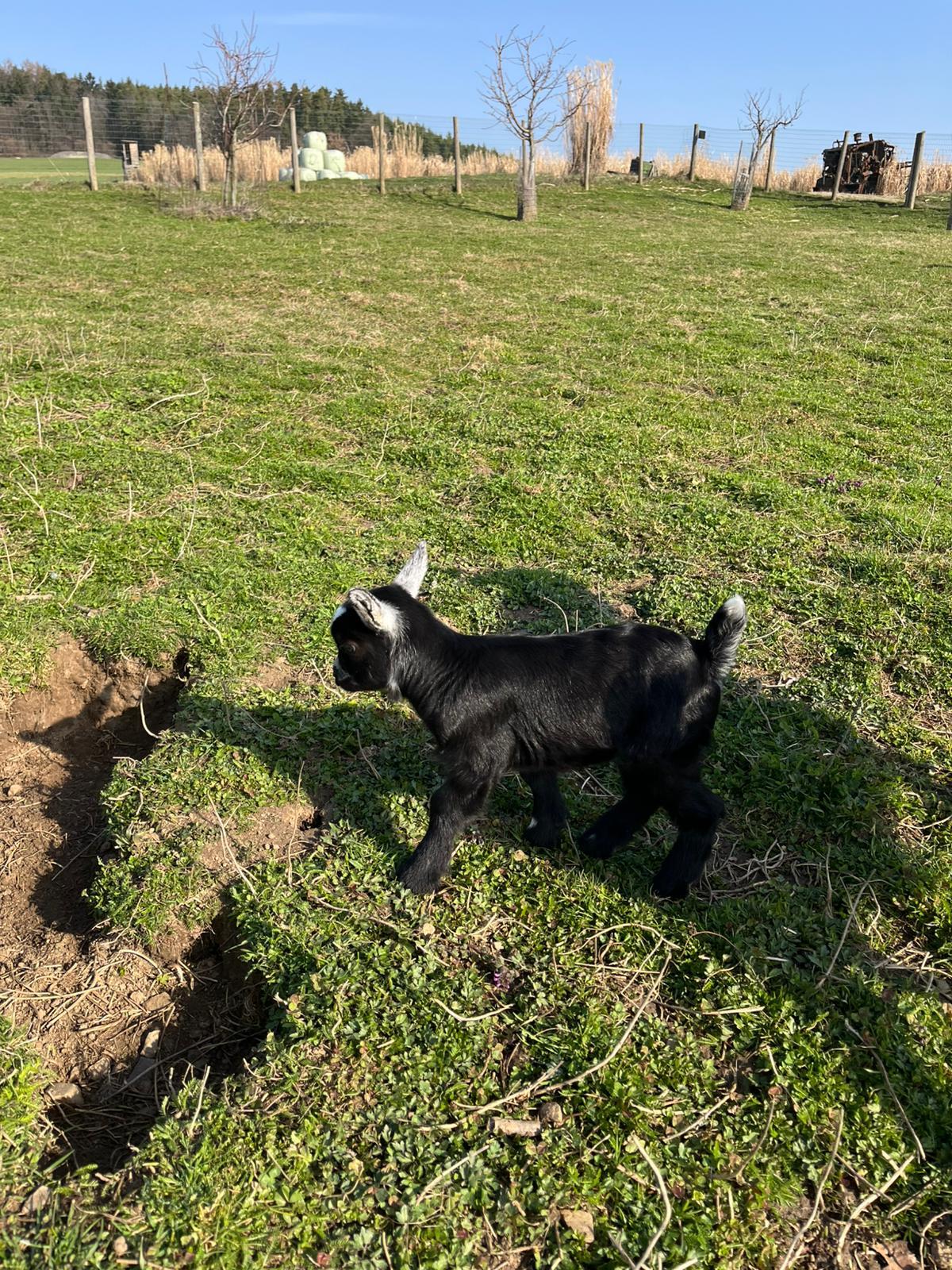 Mini Zwergziegen 3