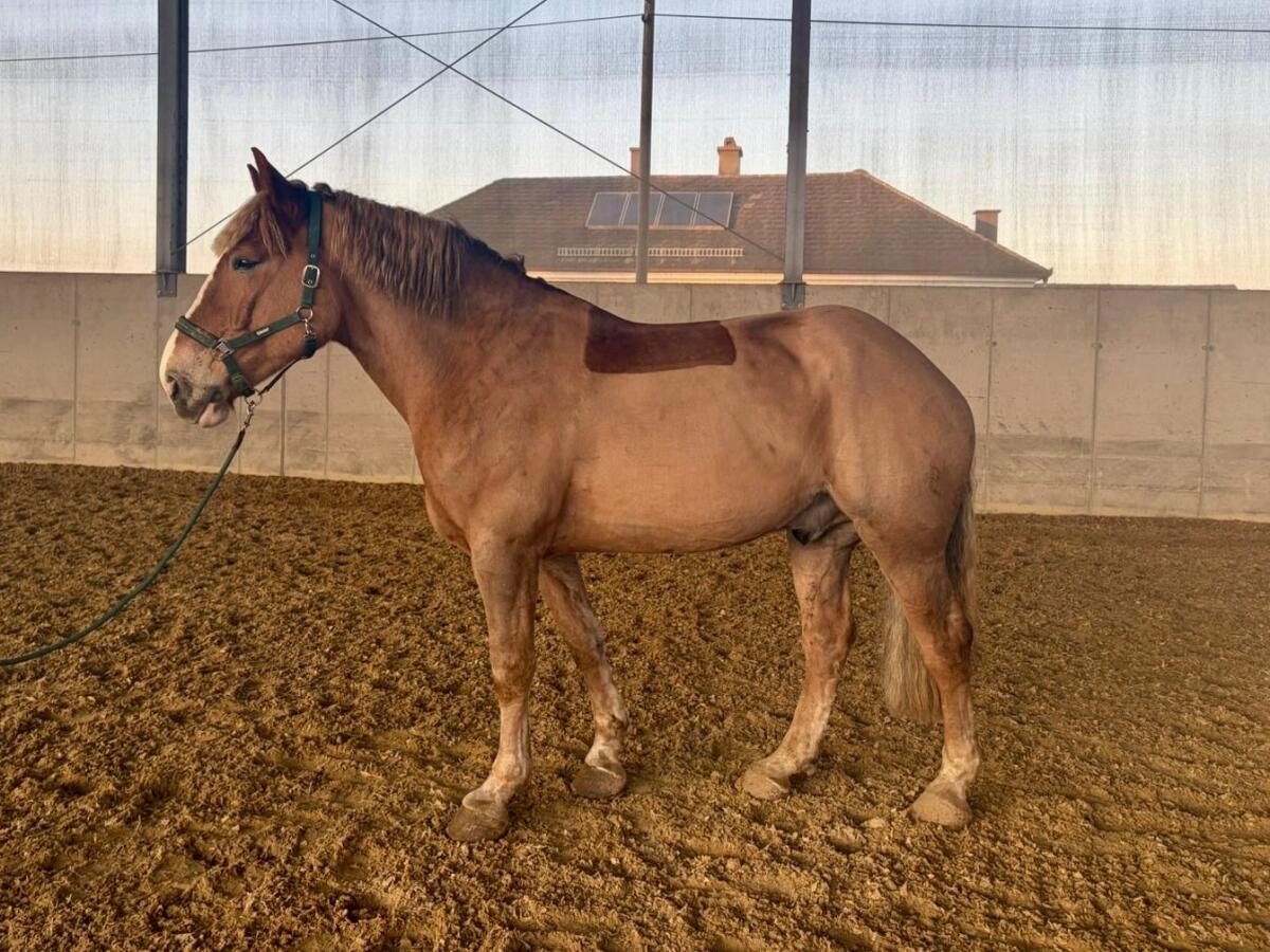 Sportlicher Kaltblutwallach 2