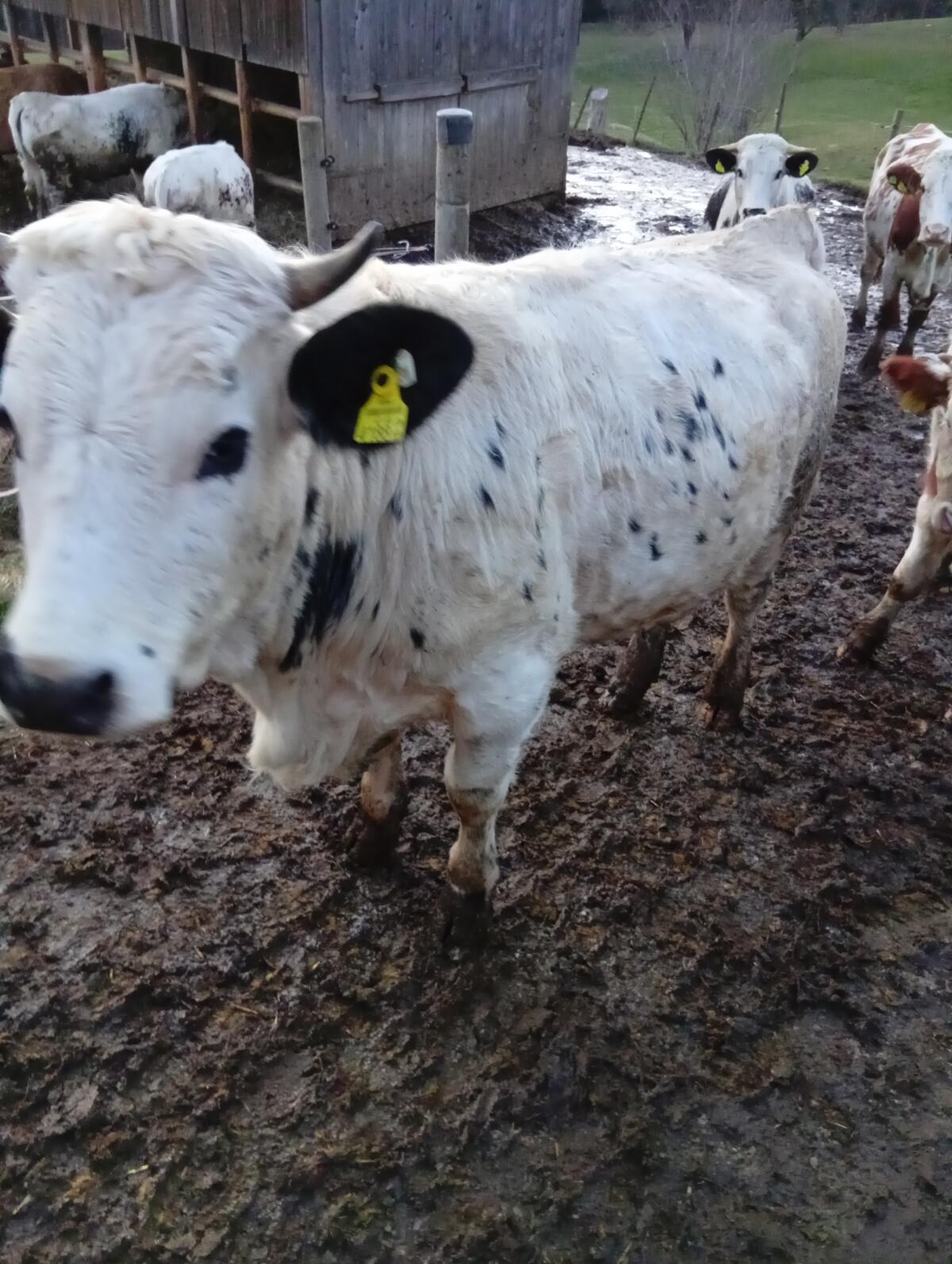 Pustertaler Sprinzen Bio 3