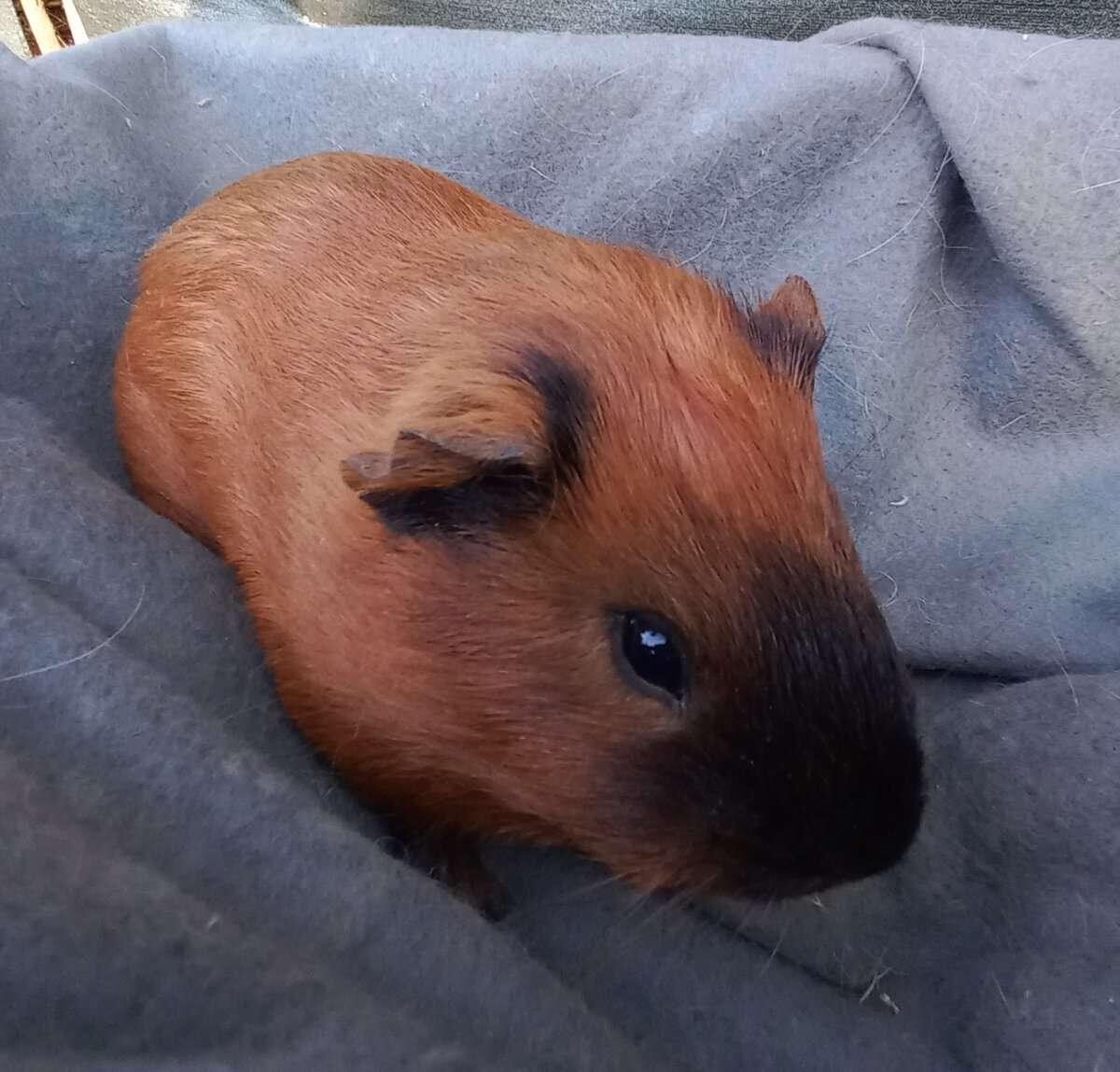 Meerschweinchen Bub 3