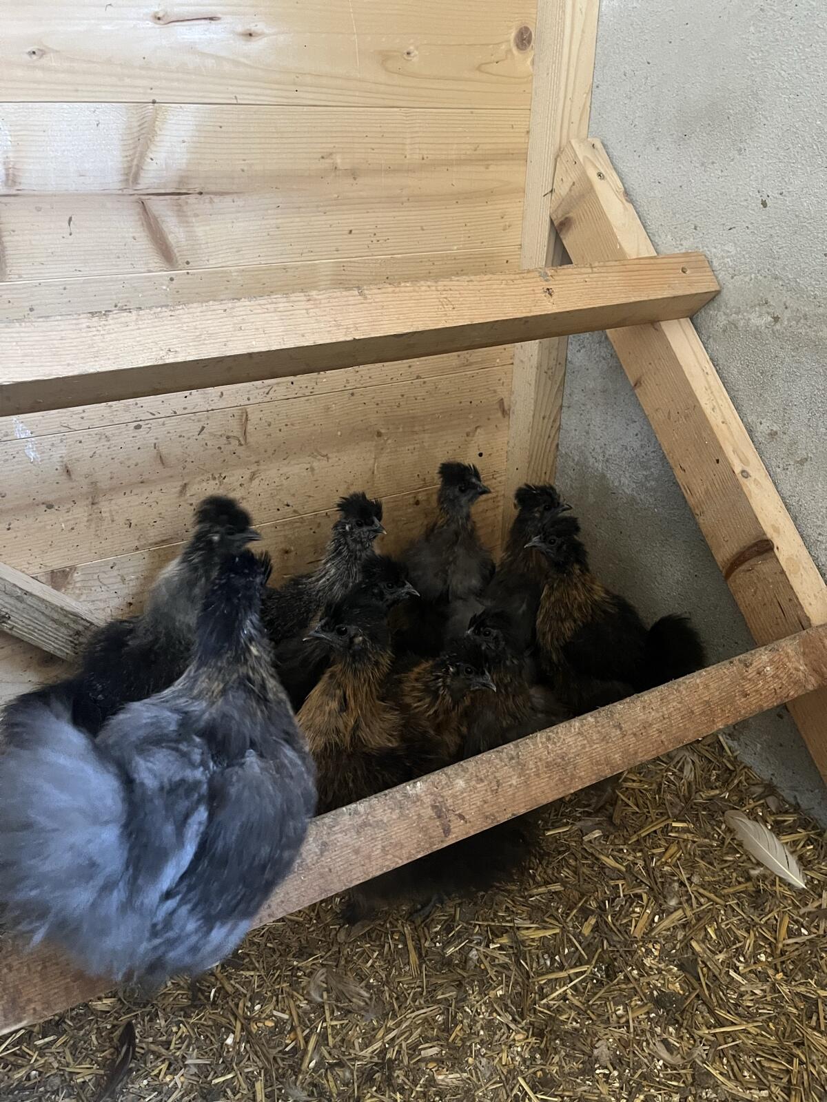 Seidenhühnerkücken 2