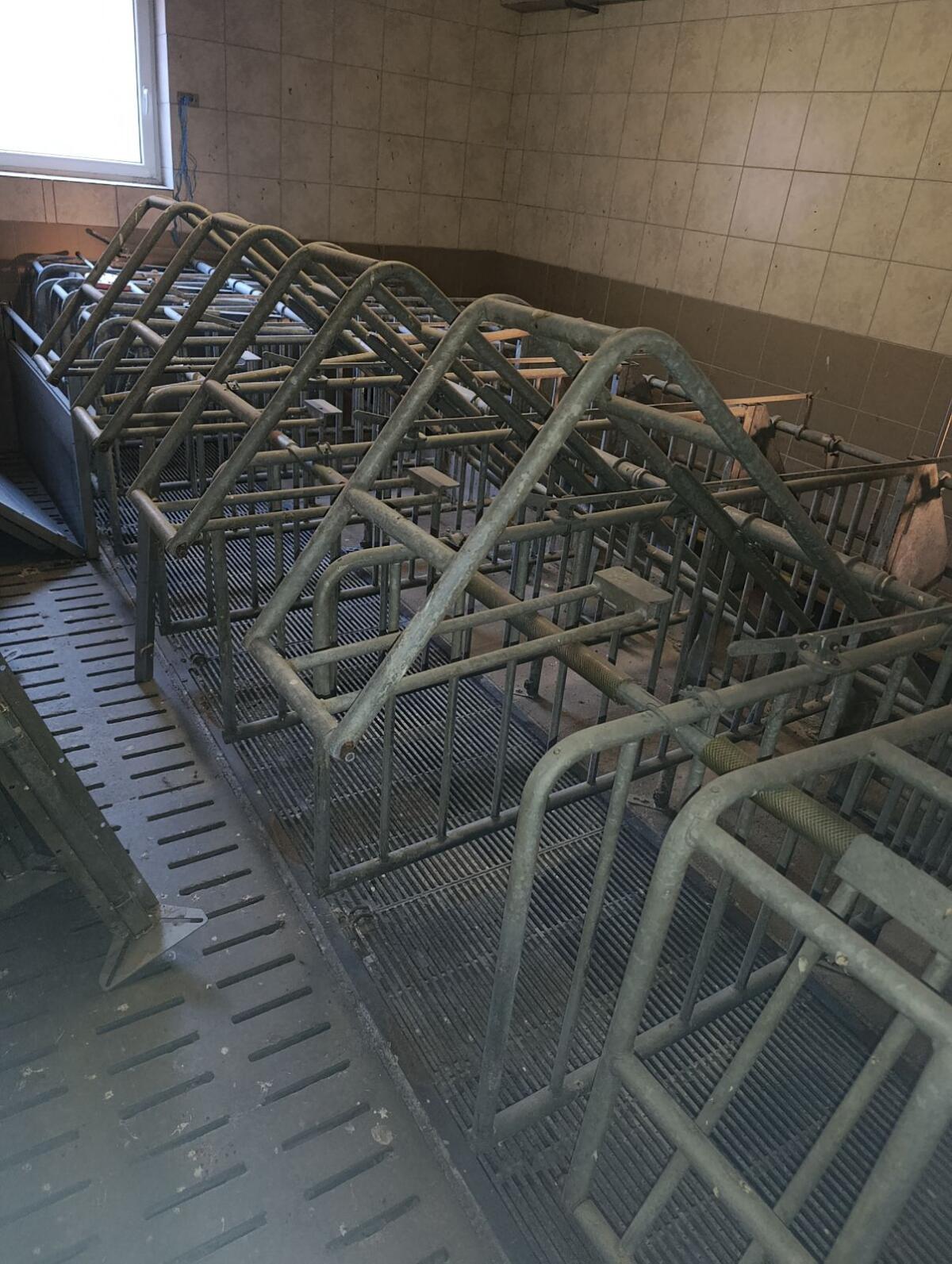 Schweineaufstellung 2