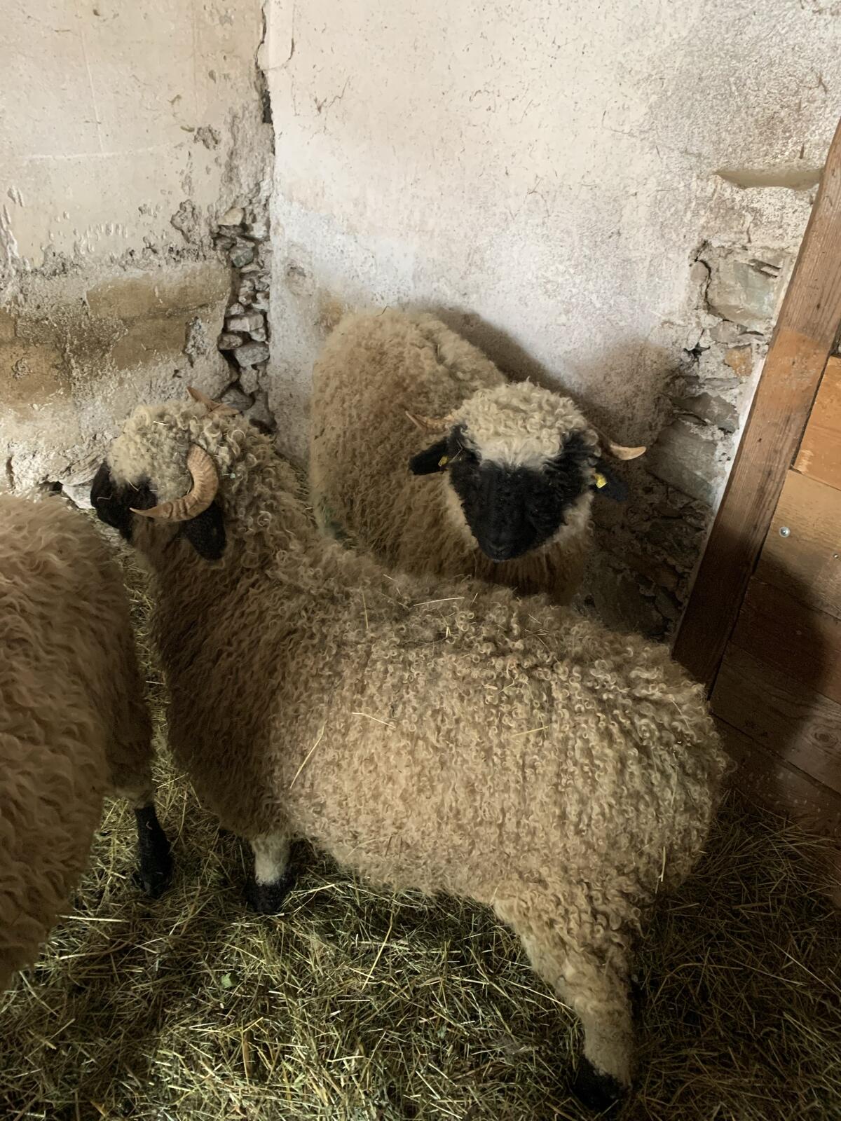 2stk wallieser Schwarznasenschaf 2