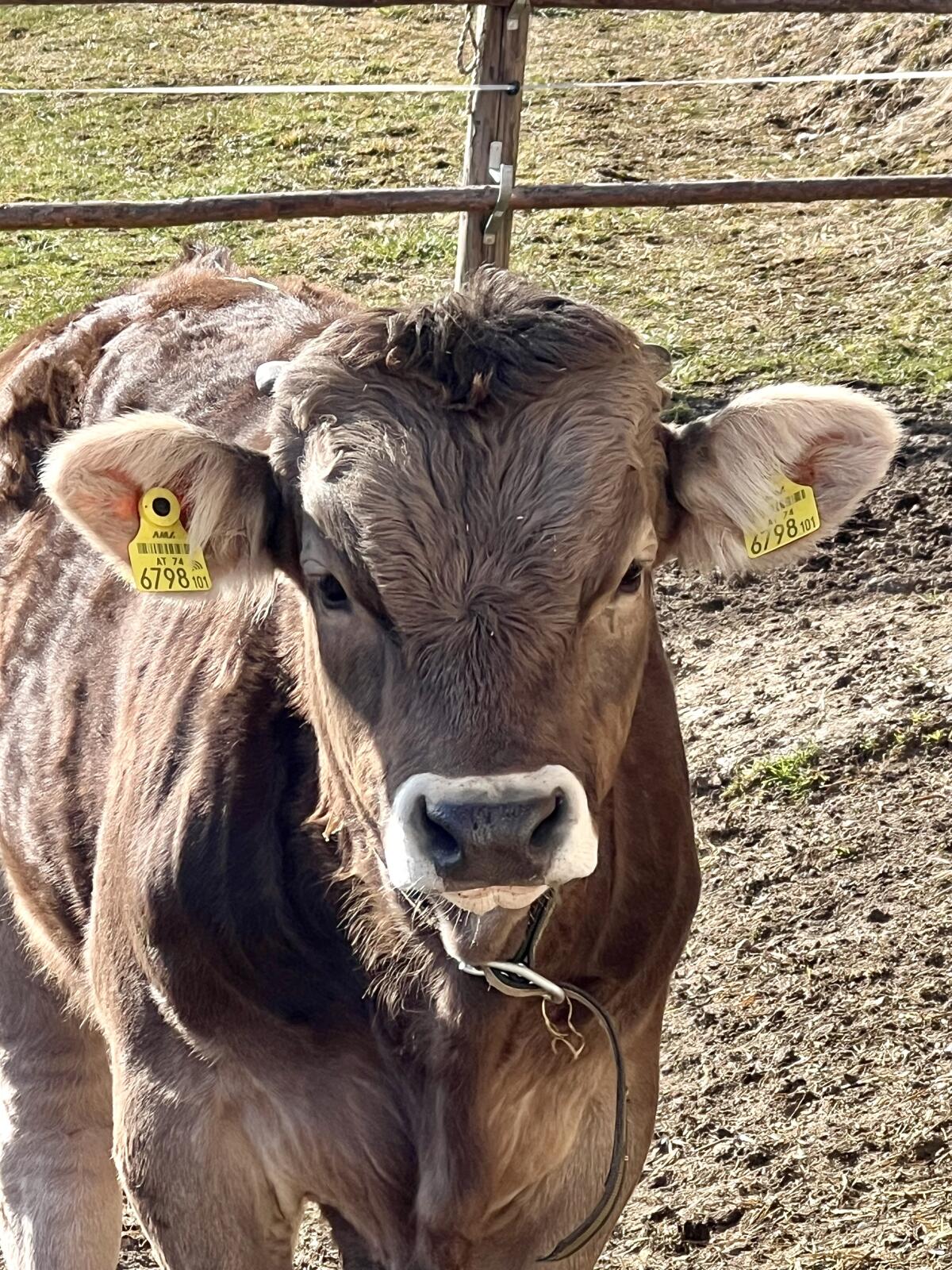 Schweizer Original Braunvieh Stier 3