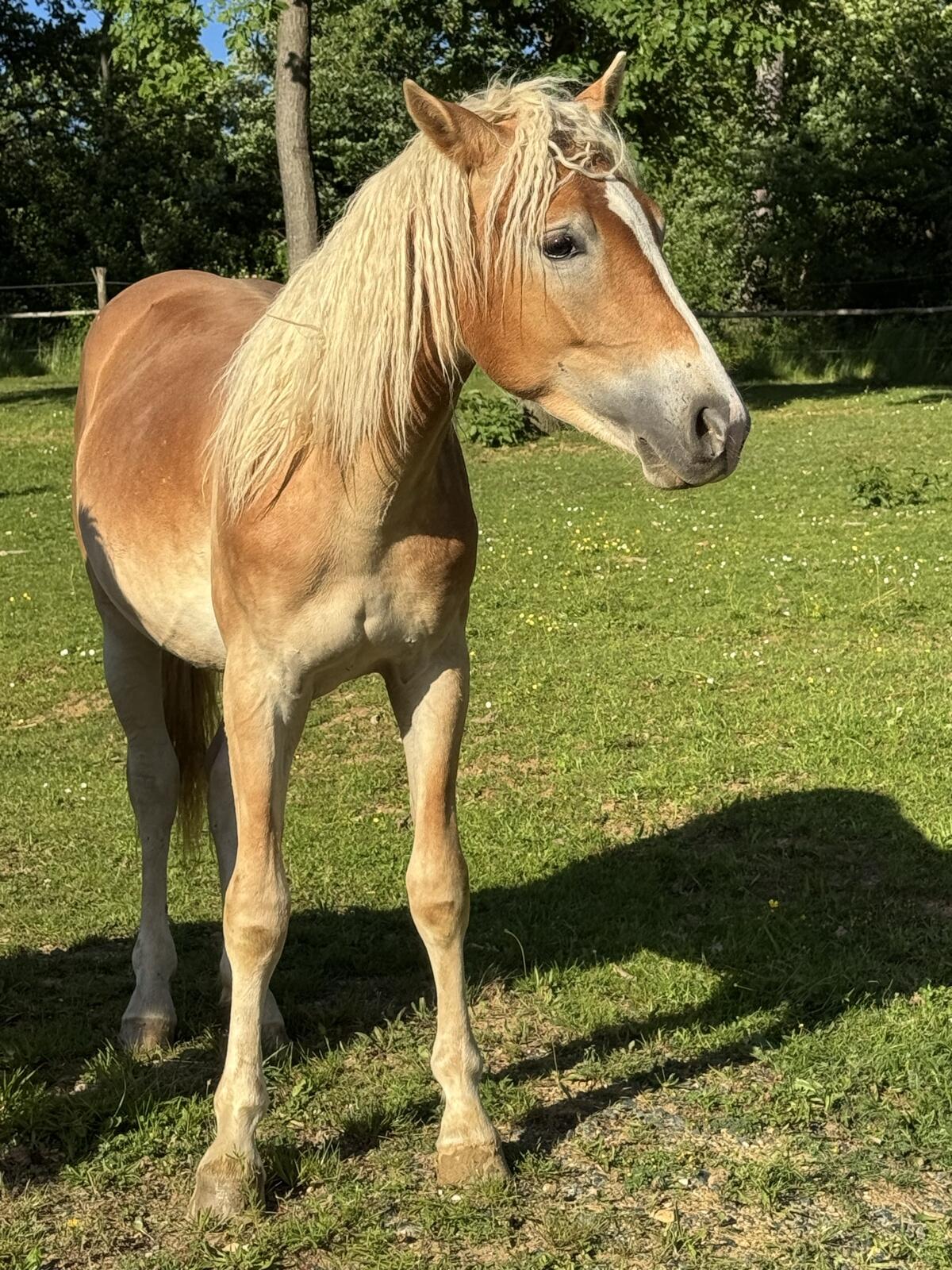 HaflingerHengst 2 Jahre 3
