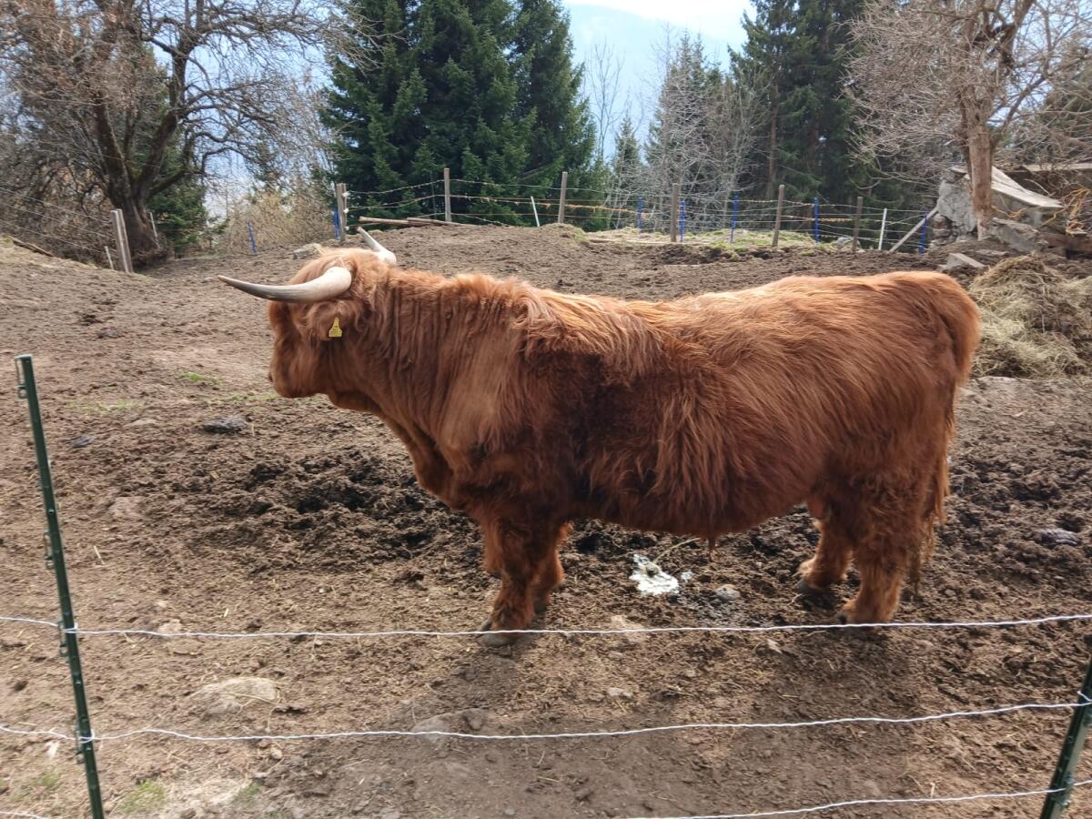 Hochlandrind Stier 3