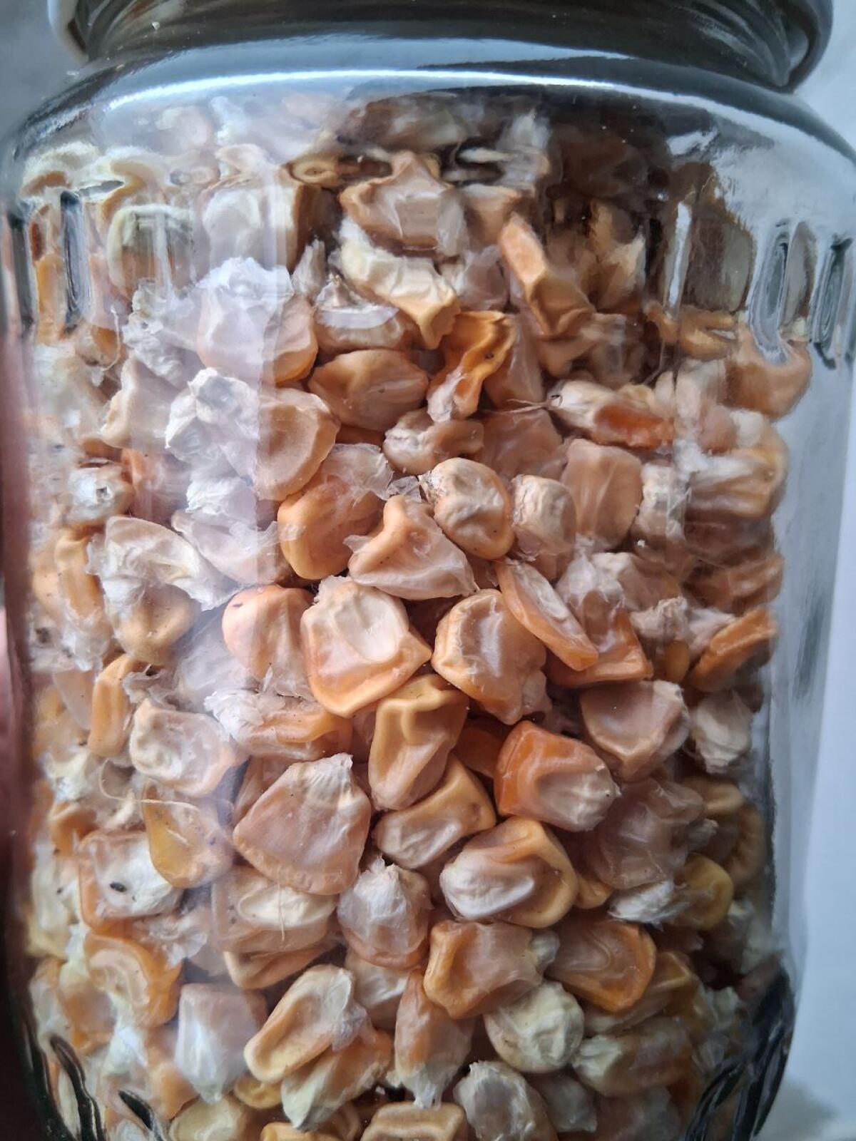 Samenfester Zuckermais Damaun 2
