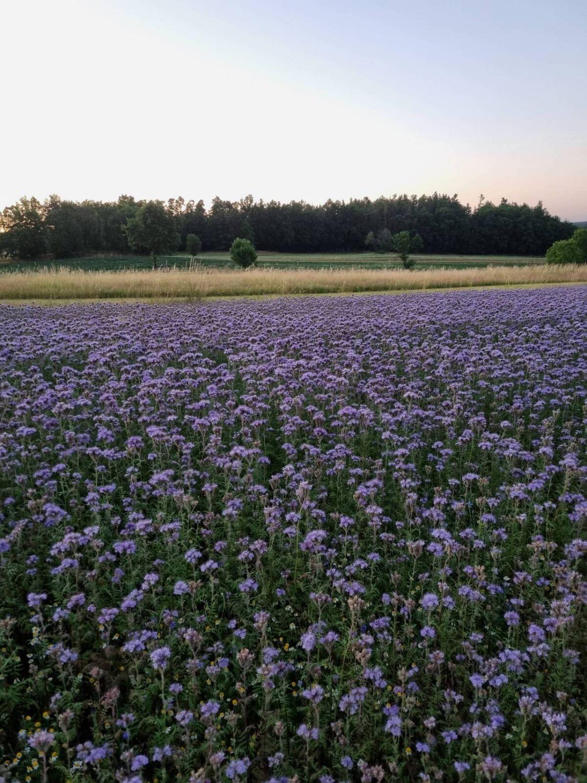 Phacelia 2