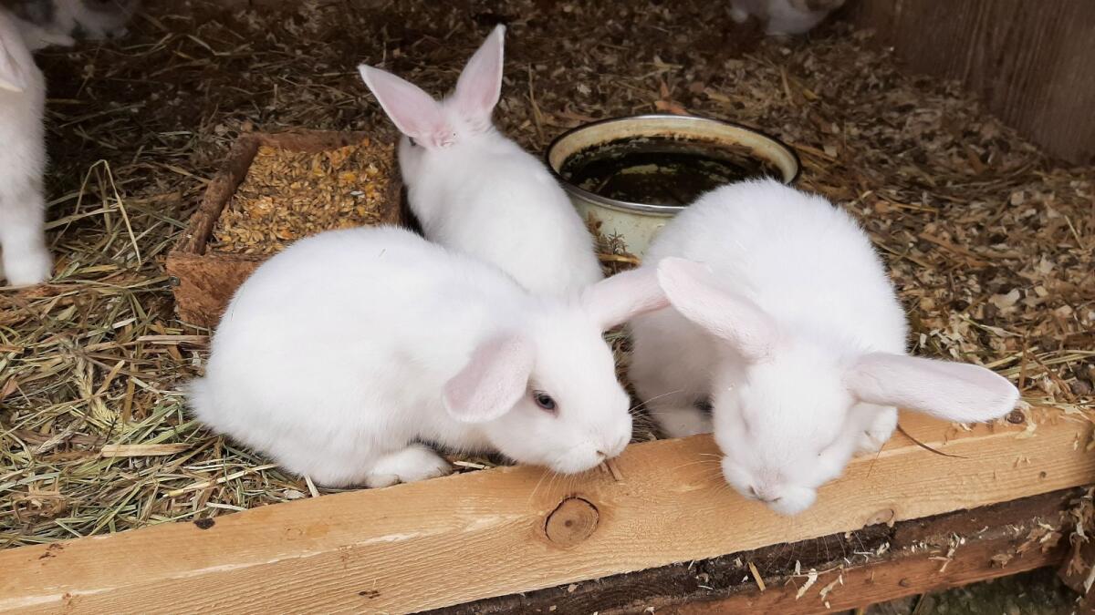 Zwerge suchen Zuhause 2