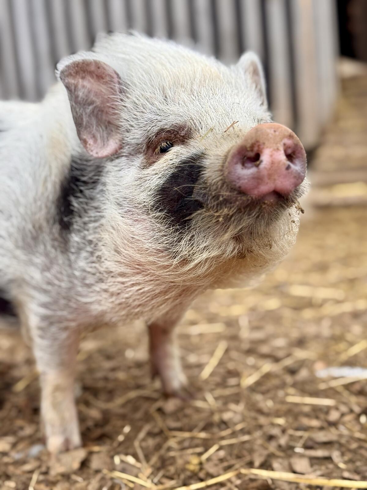 Microschwein 2