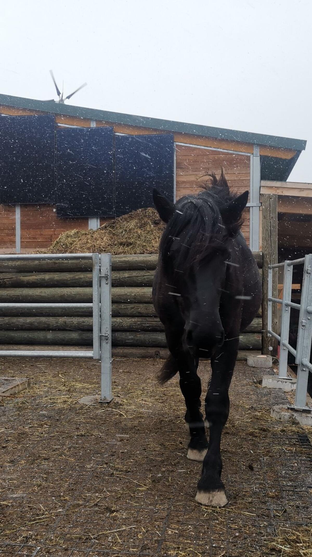 2-jährige Noriker-Rappstute 3