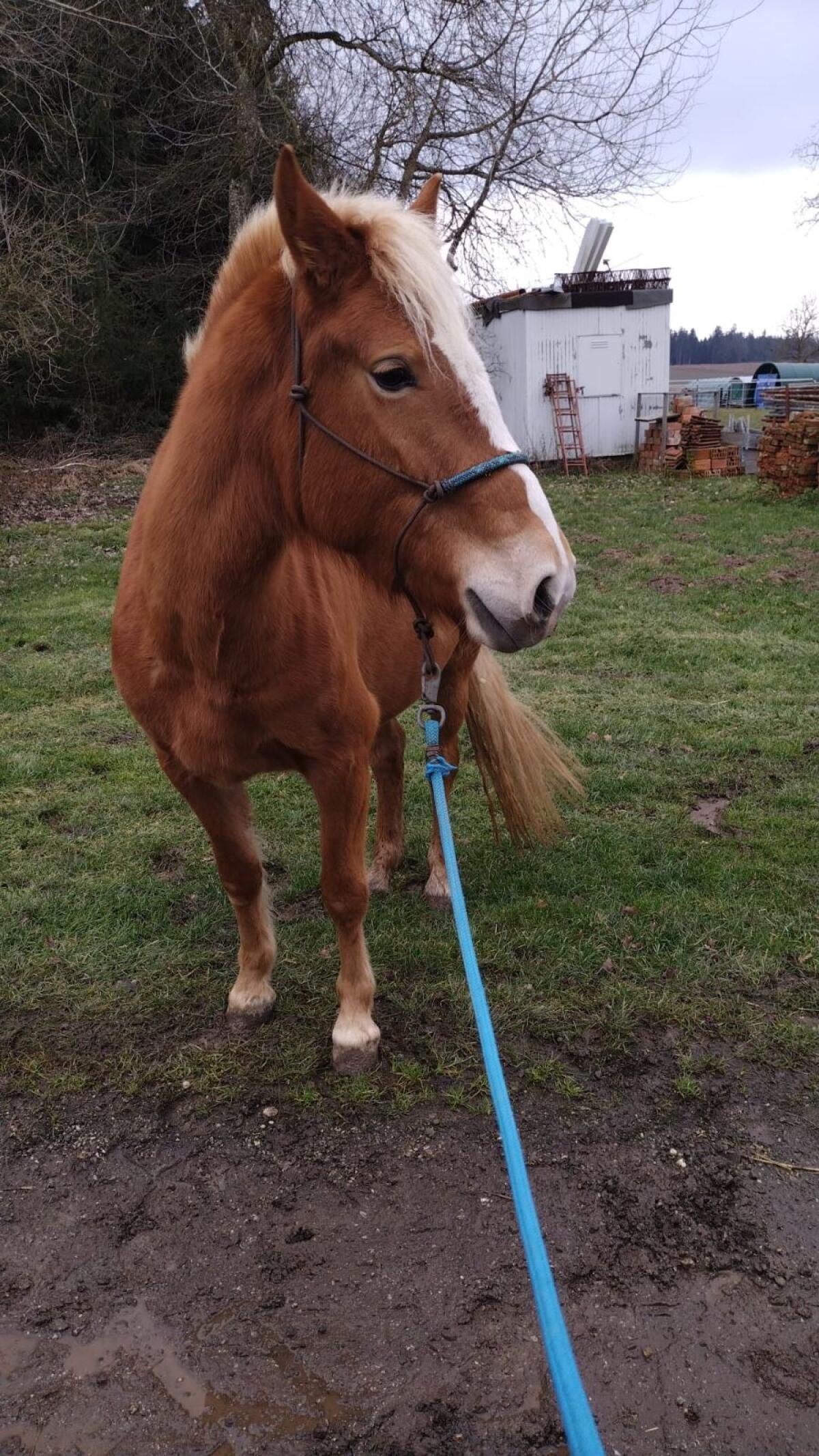 Haflinger Stute 5 Jährig 3
