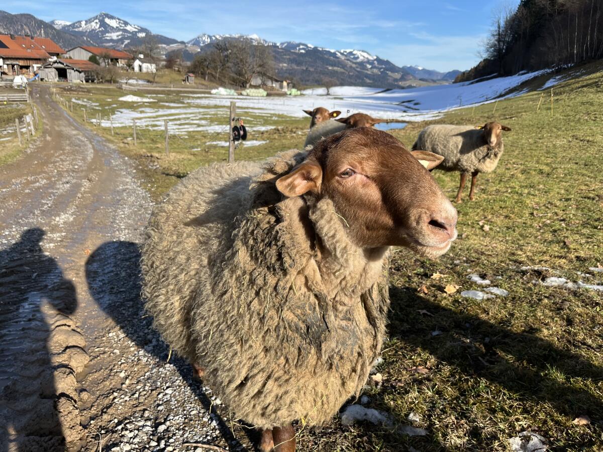 Coburger Fuchs Schafbock 2