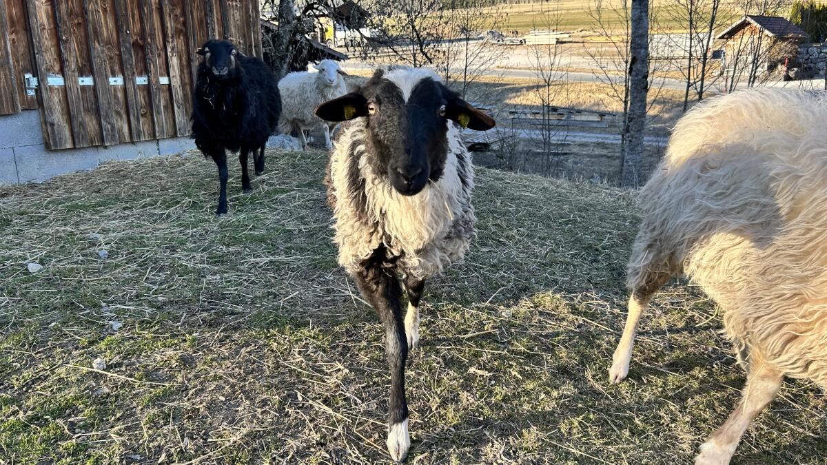 Krainer Steinschaf Bock 3