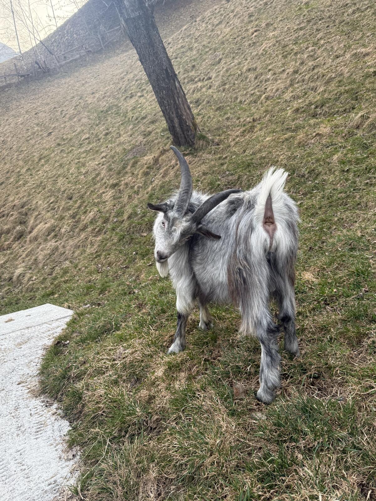 Jungbock 3