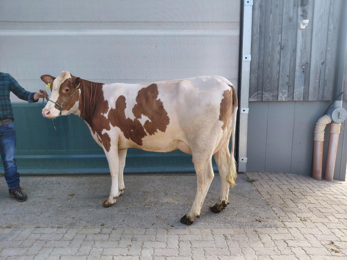 Verkaufe BIO Jungkuh 3