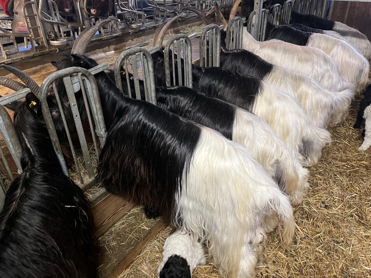 Walliser Schwarzhalsziegen 3