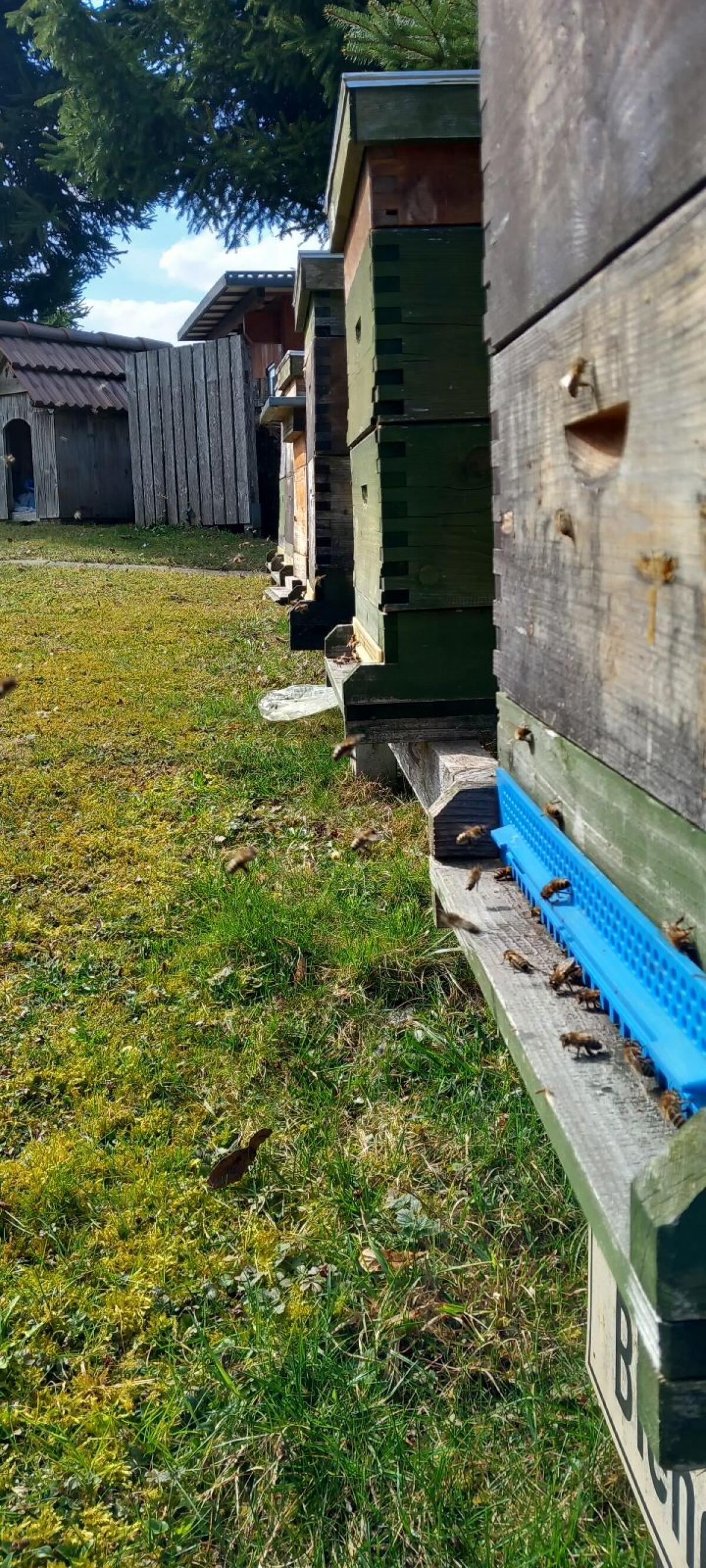 Bienen, Wirtschaftsvölker 2