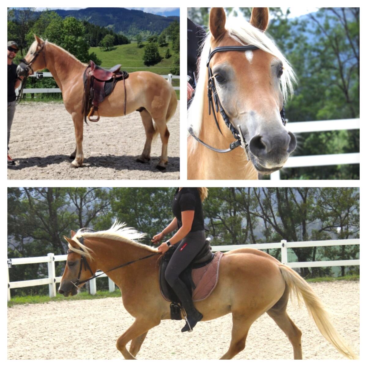 Haflinger Wallach 2