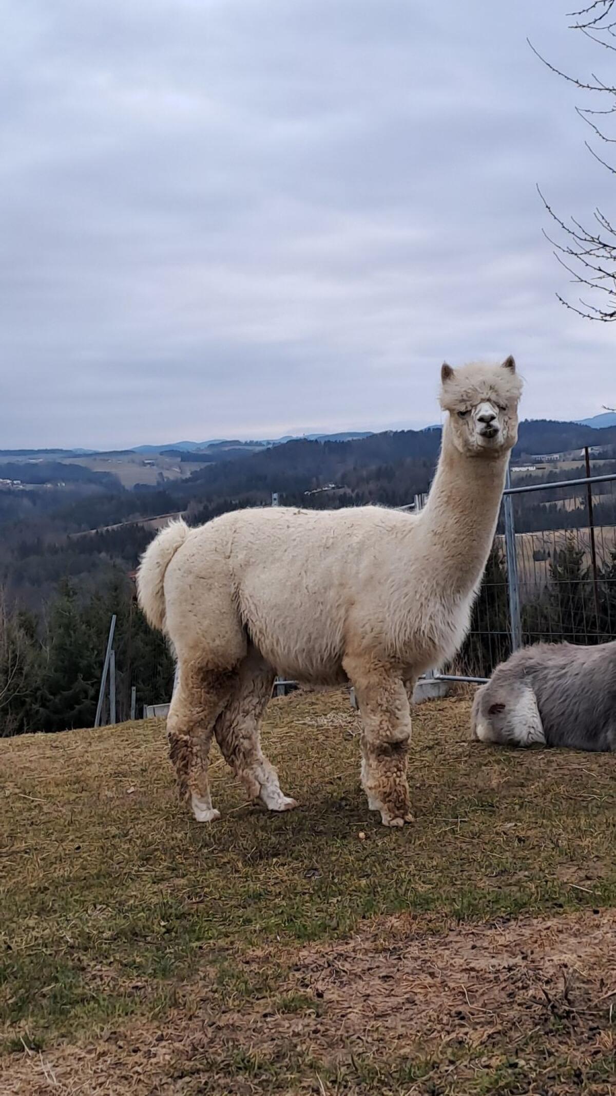Alpaka Hengst 2