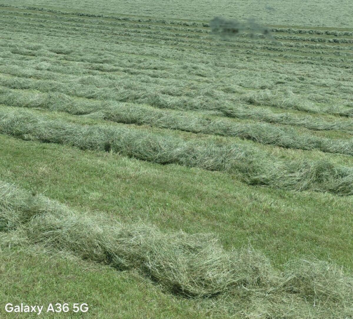 Bio Heu 1. und 2. Schnitt 2