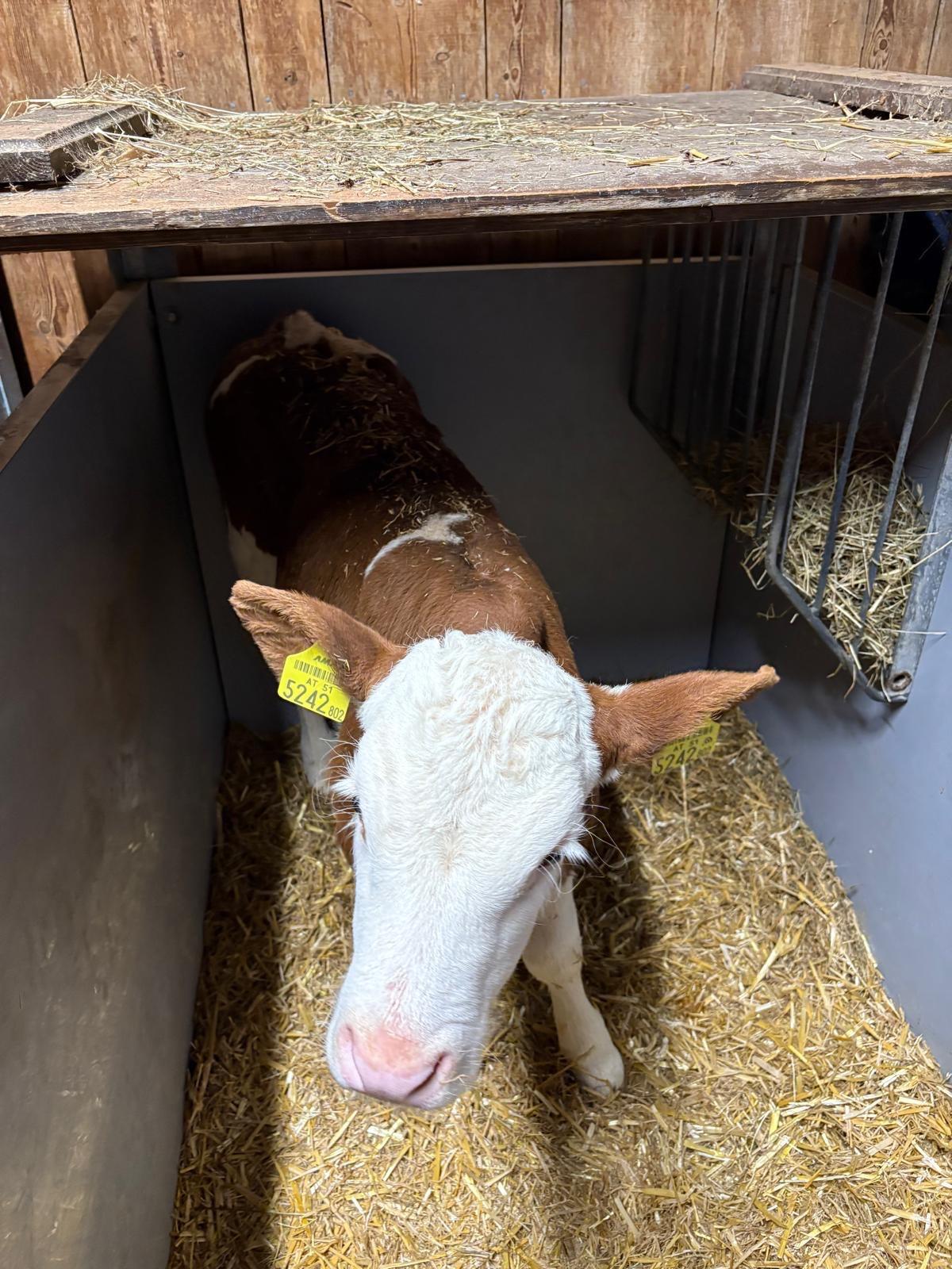 Bio Fleckvieh Kuhkälber 2