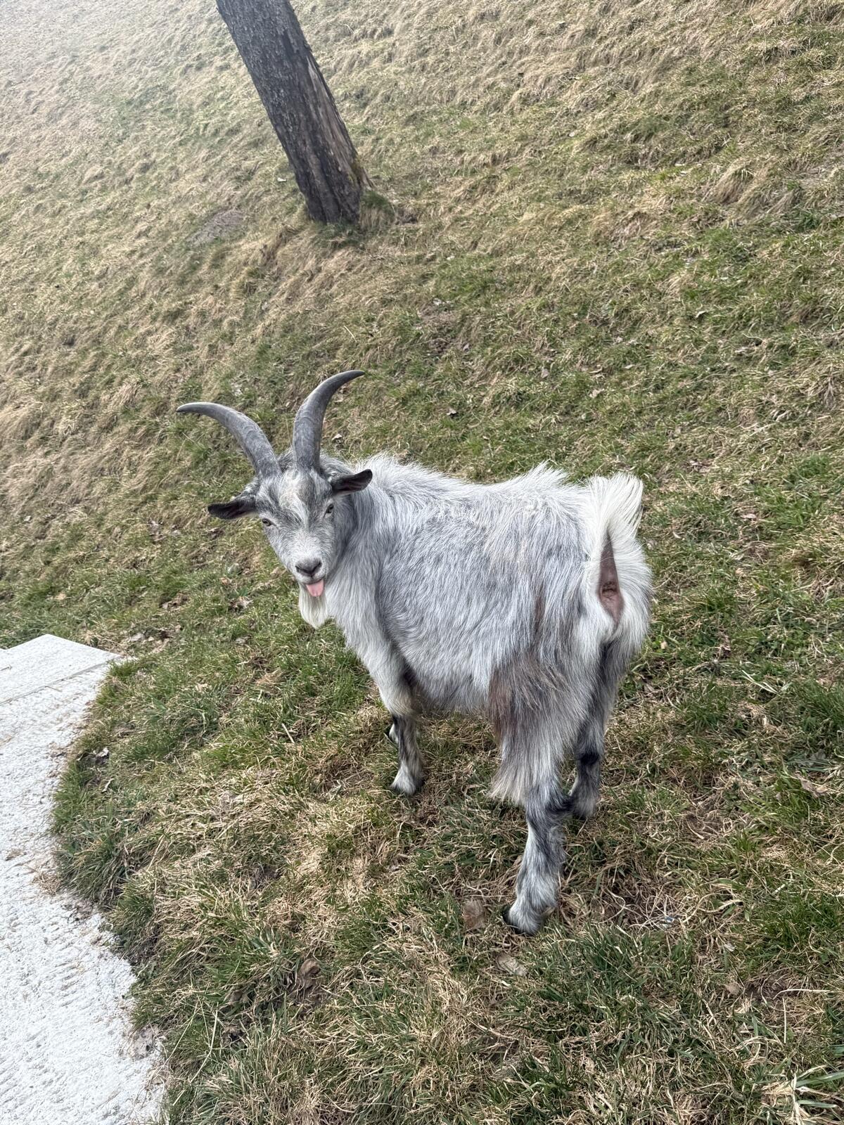 Jungbock 2