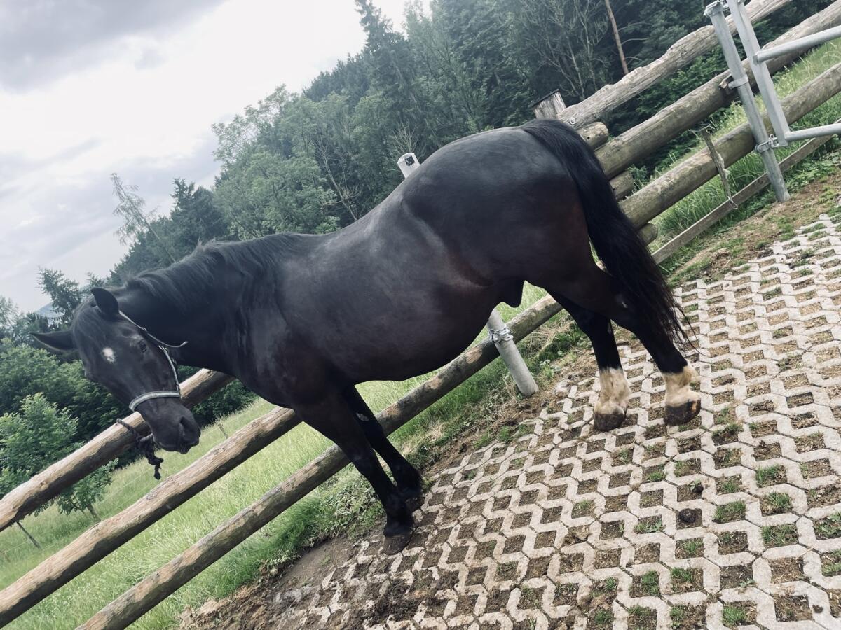 Mitreitgelegenheit € 150,- 2