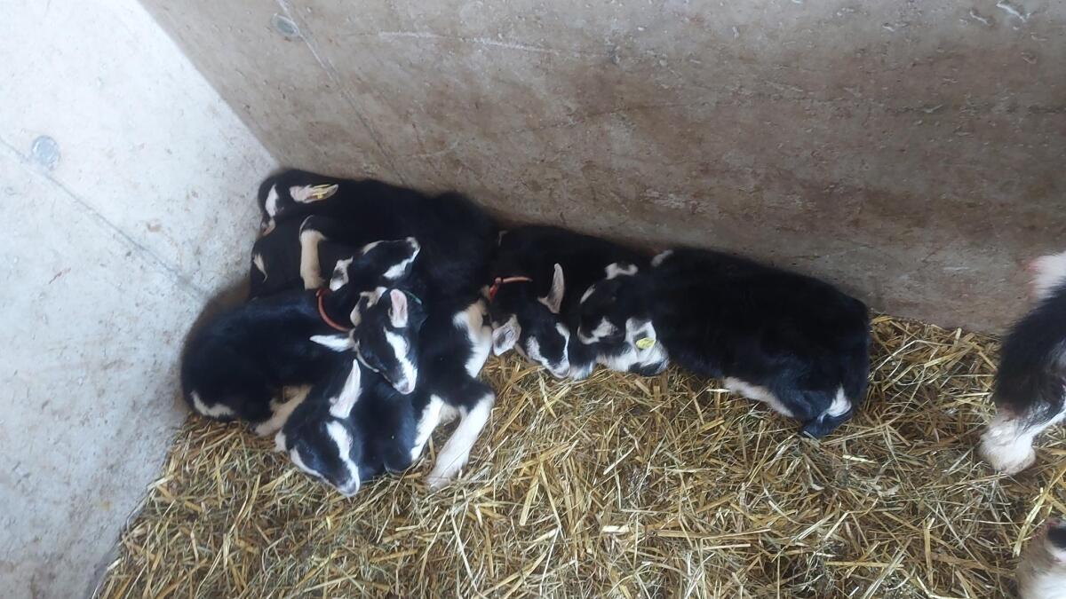 Bündner Strahlenziege mit Kitz 2