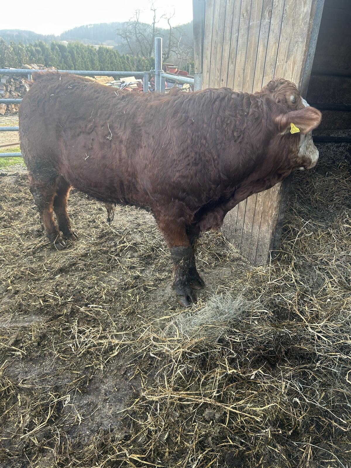 Limousin Sprungstiere 2