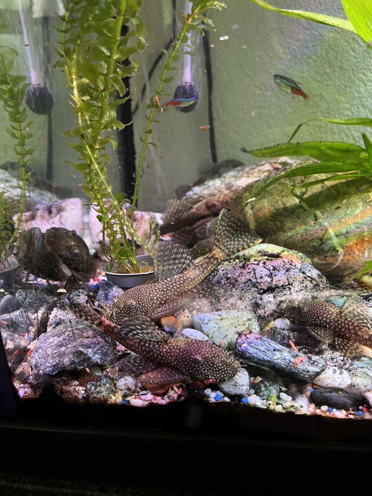 Putzerfische 3