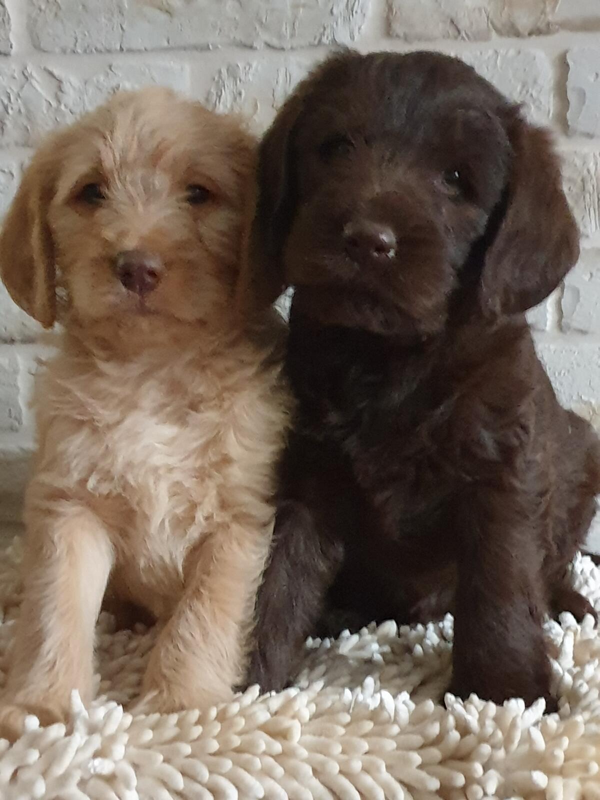 Labradoodle F1 2