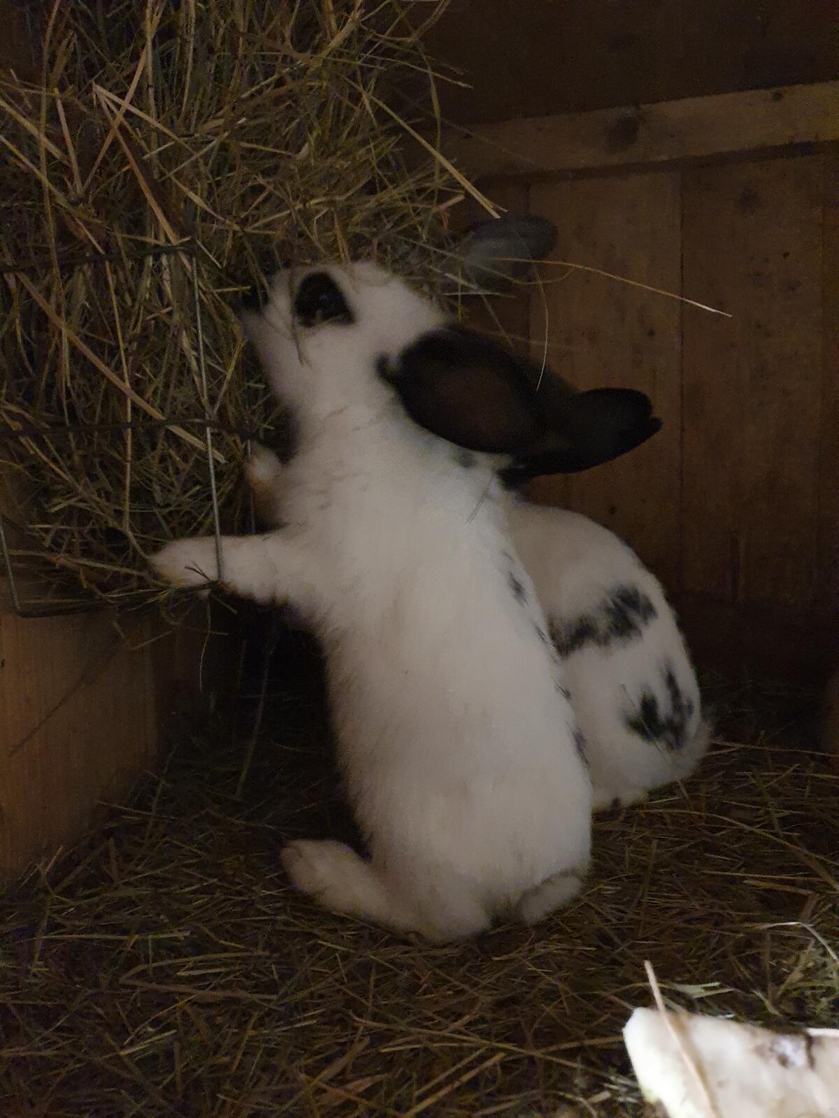 Kaninchen/Hasen 2