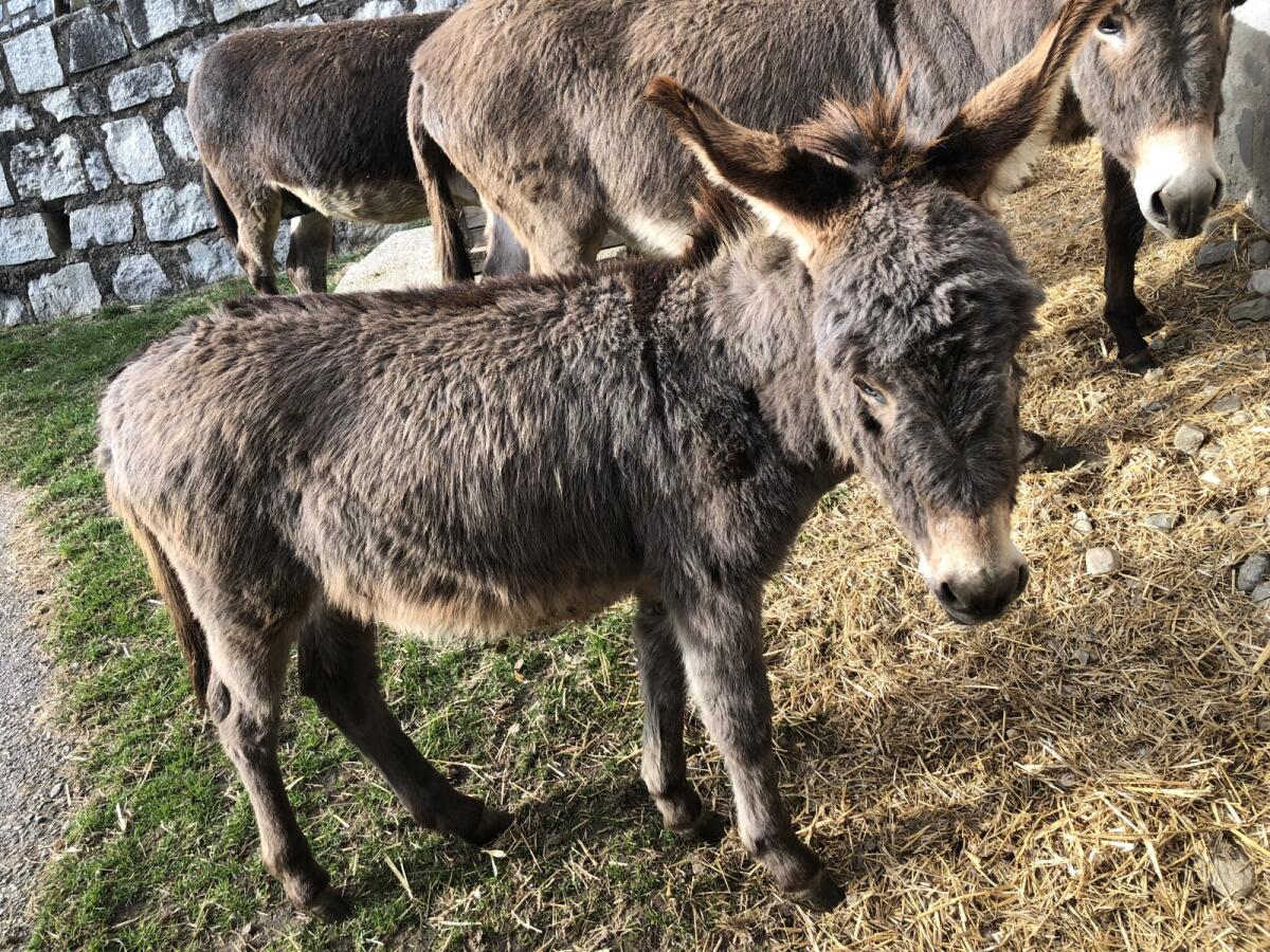 Eselstutenfohlen LUISA 2
