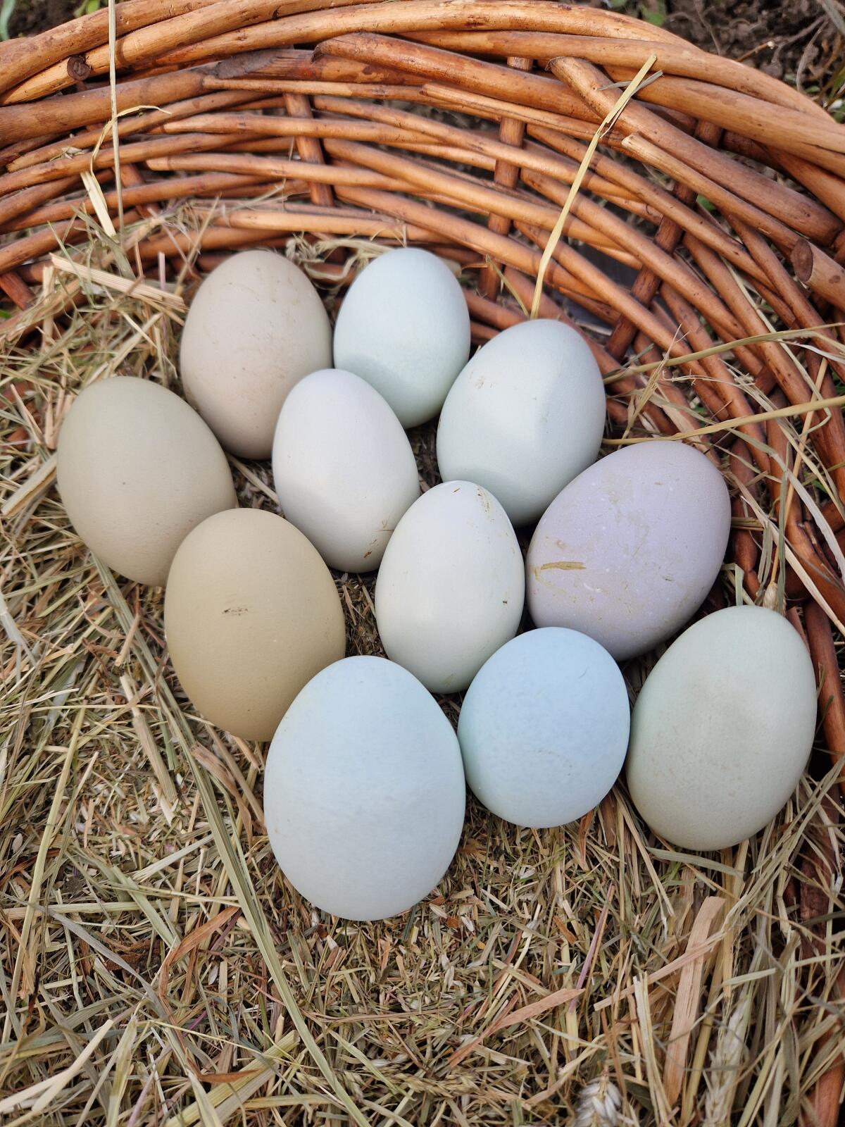 Bunte Bruteier Buntleger Easter Egger 2