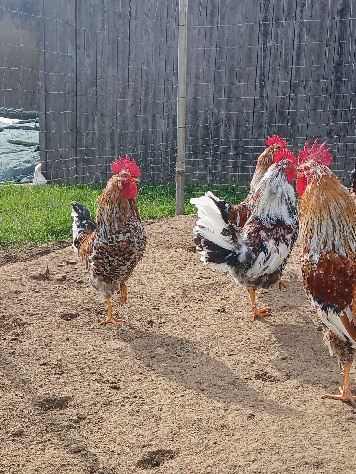 Junghähne Schwedisches Blumenhuhn 3