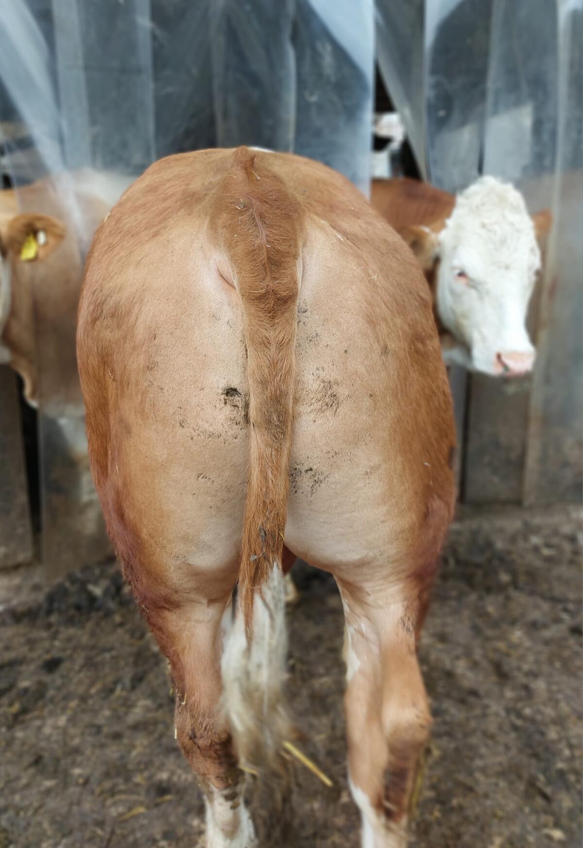 Bio Fleckvieh Fleisch Stier 3