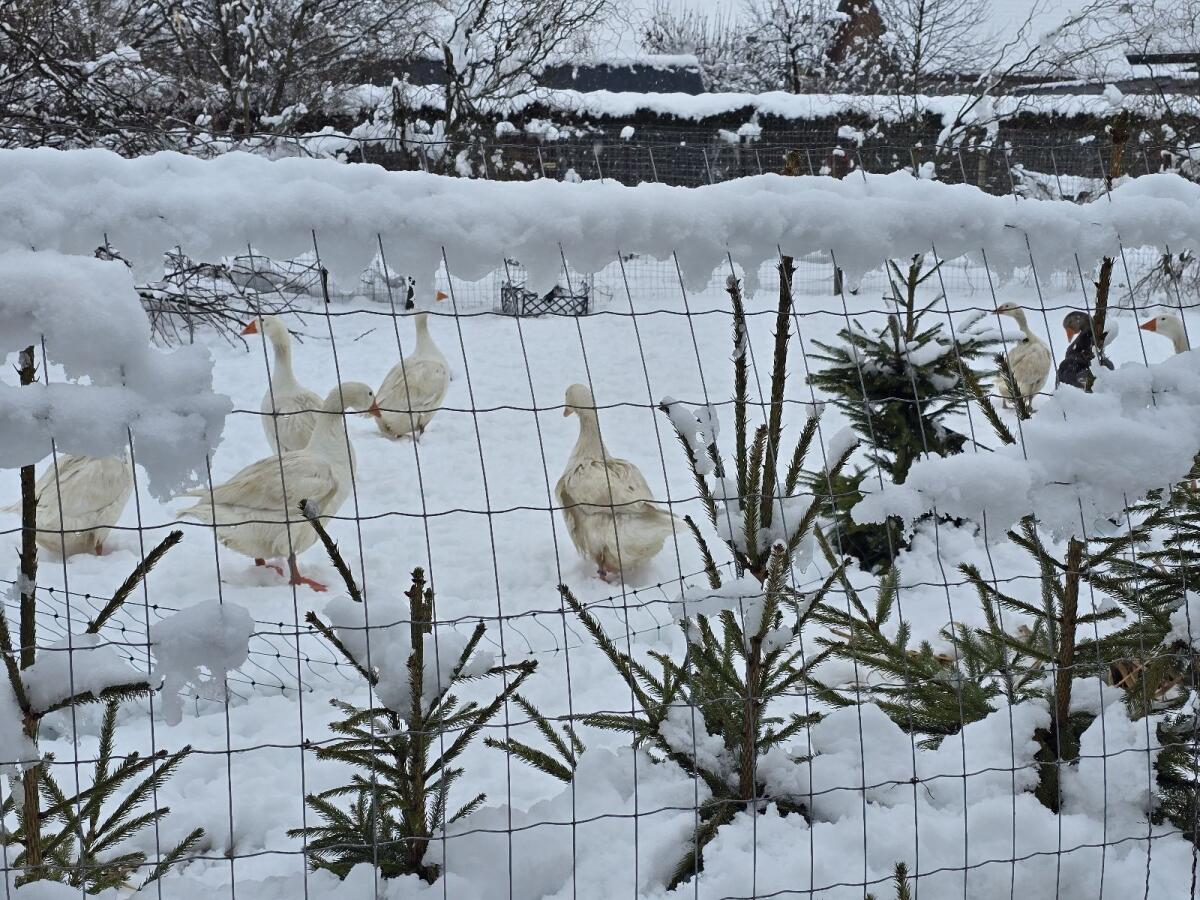 Gans Eier Legehenne Küken 3