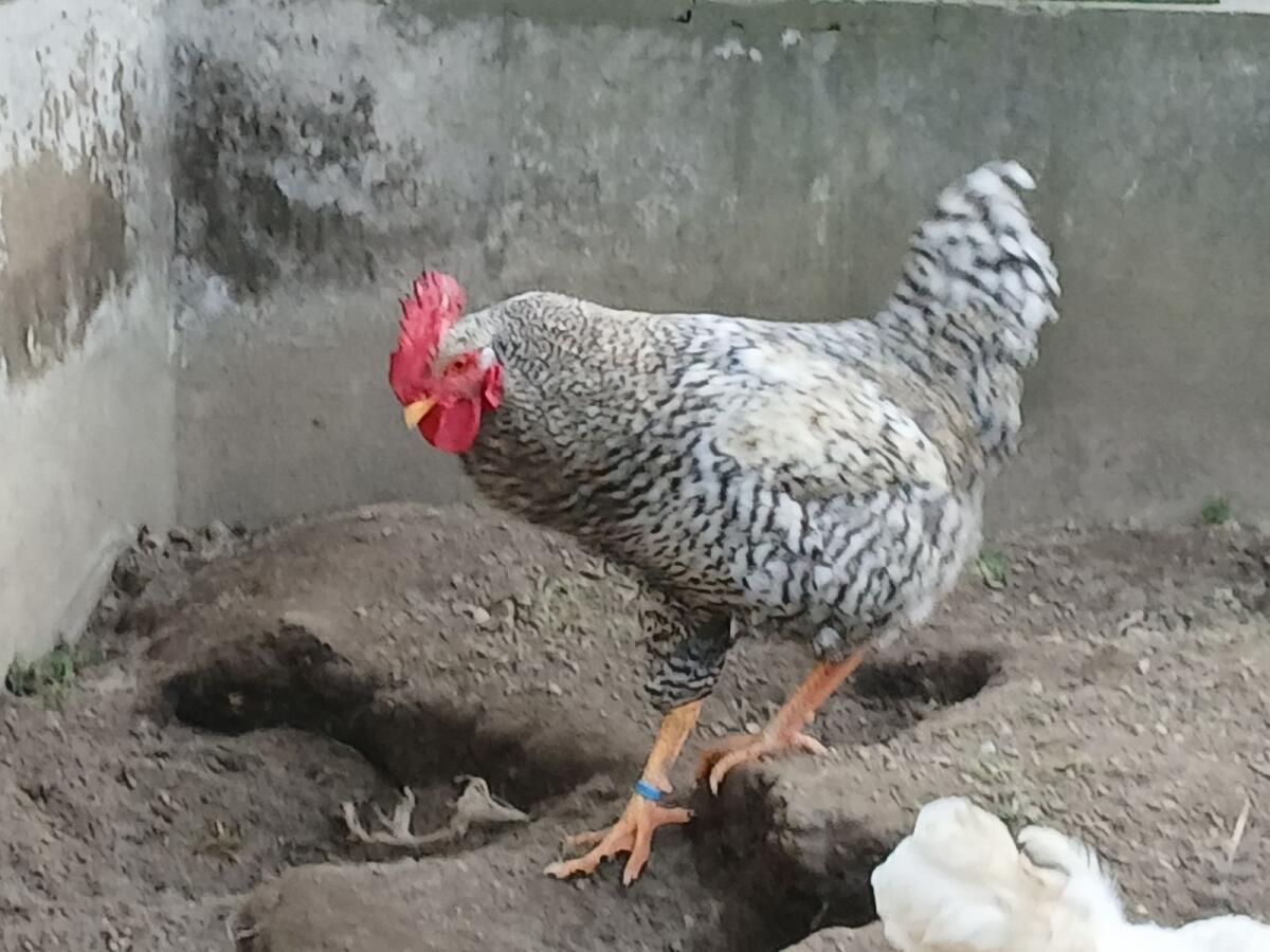 HÄHNE aus dem Juli/August 3