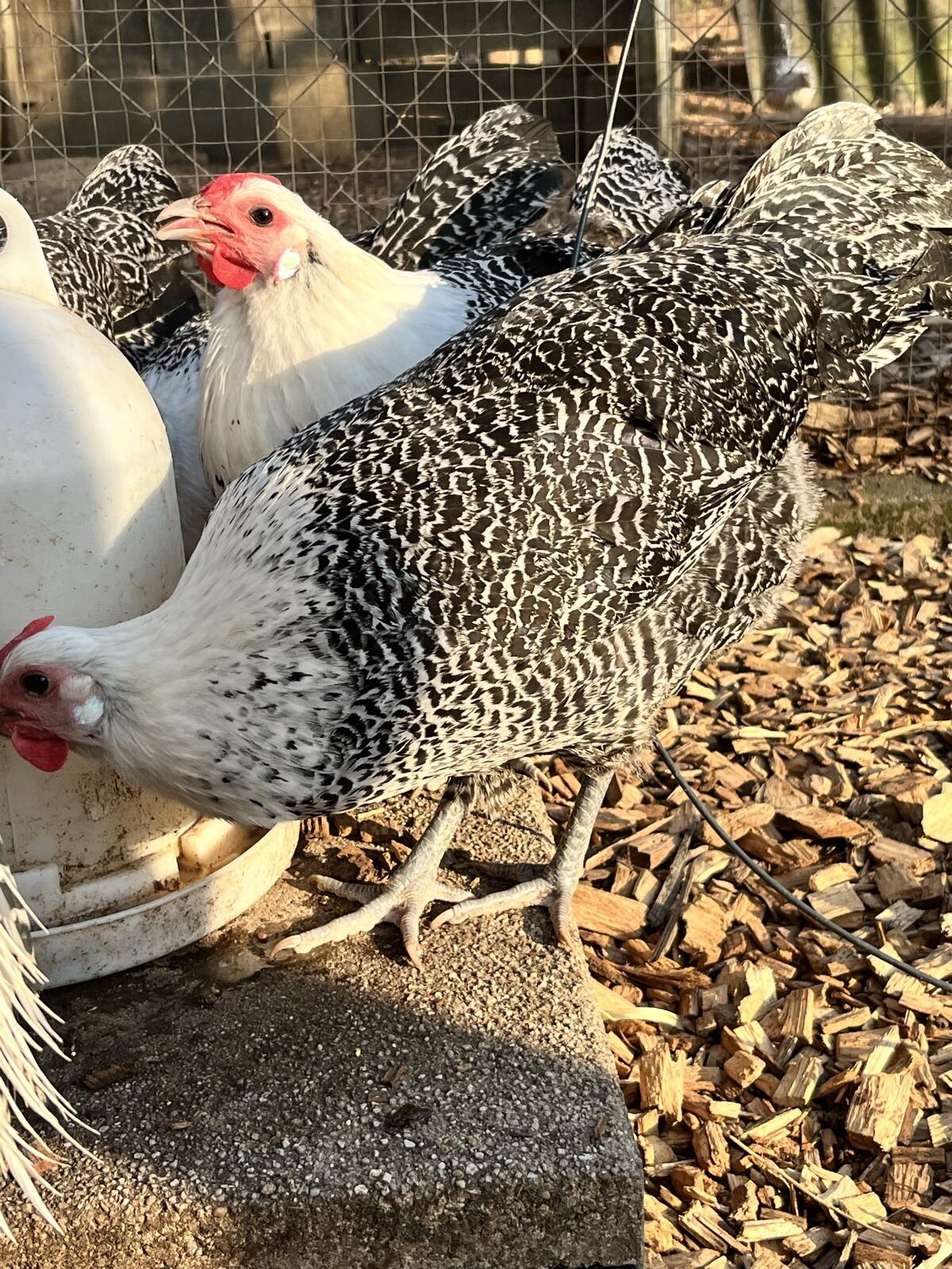 Westfälische Totleger Silber 2