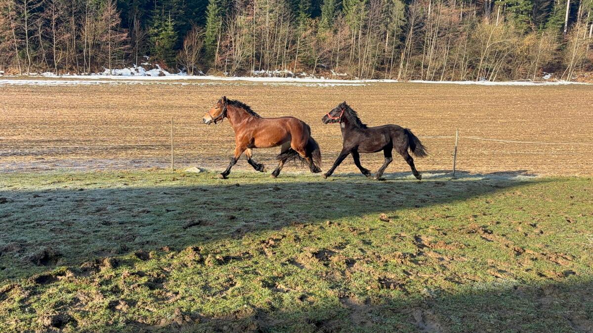 Noriker Stutjährling 2