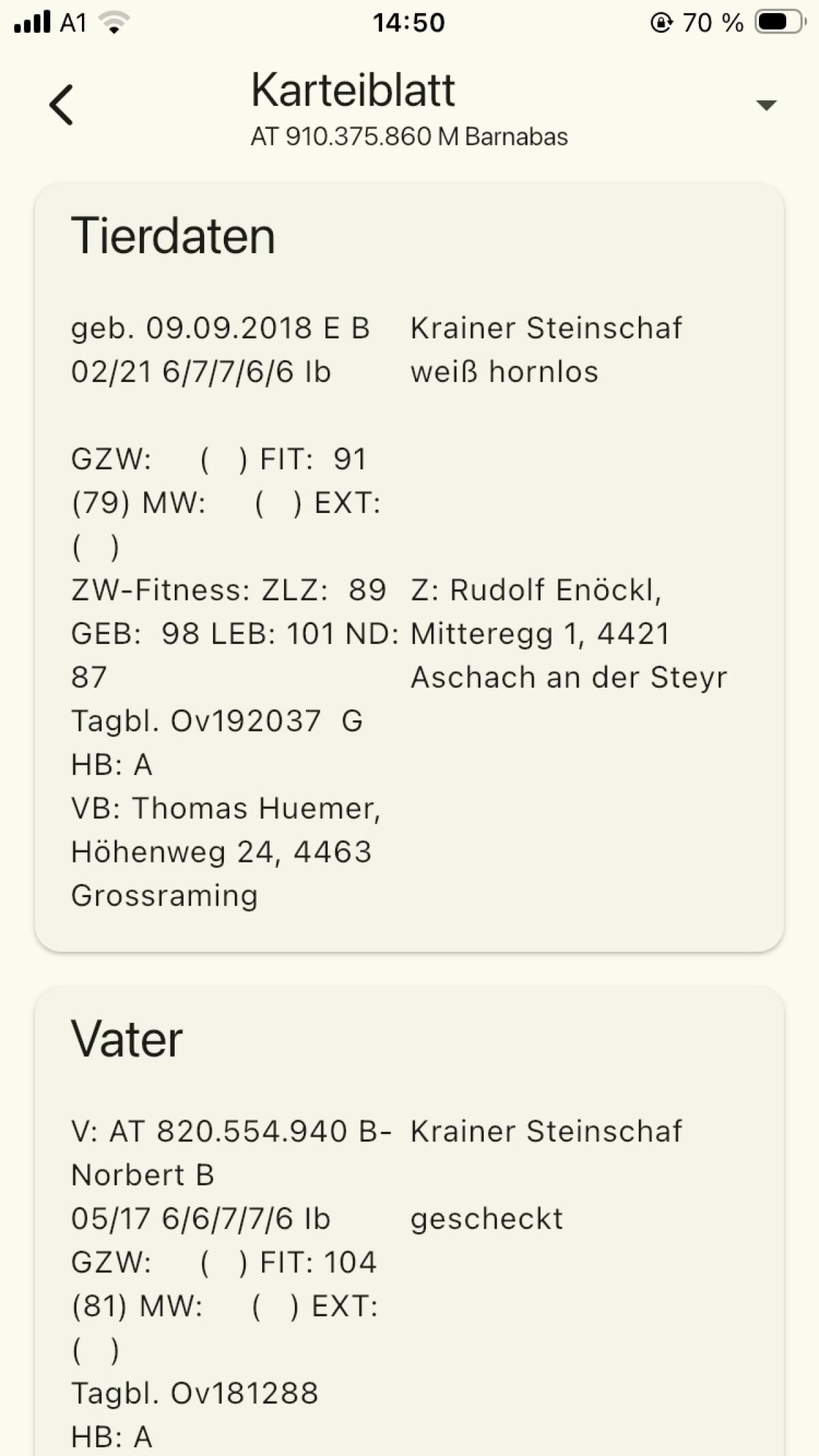 Krainer Steinschaf Widder 2