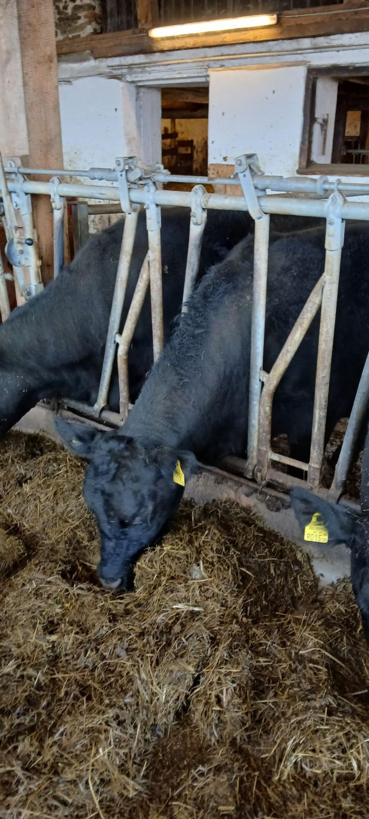 Angus Kuh mit Kalb 2