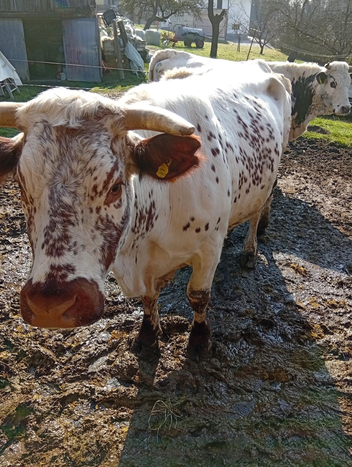 Pustertaler Sprinzen  BIO-Kuh 2