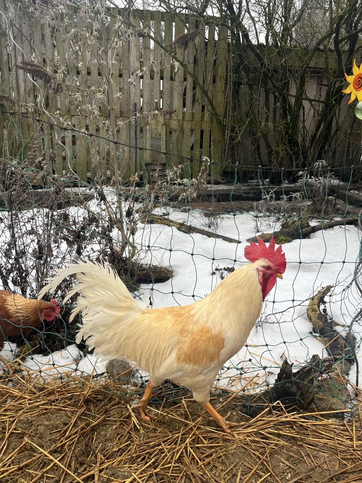 Mischlingshahn zu verschenken 3