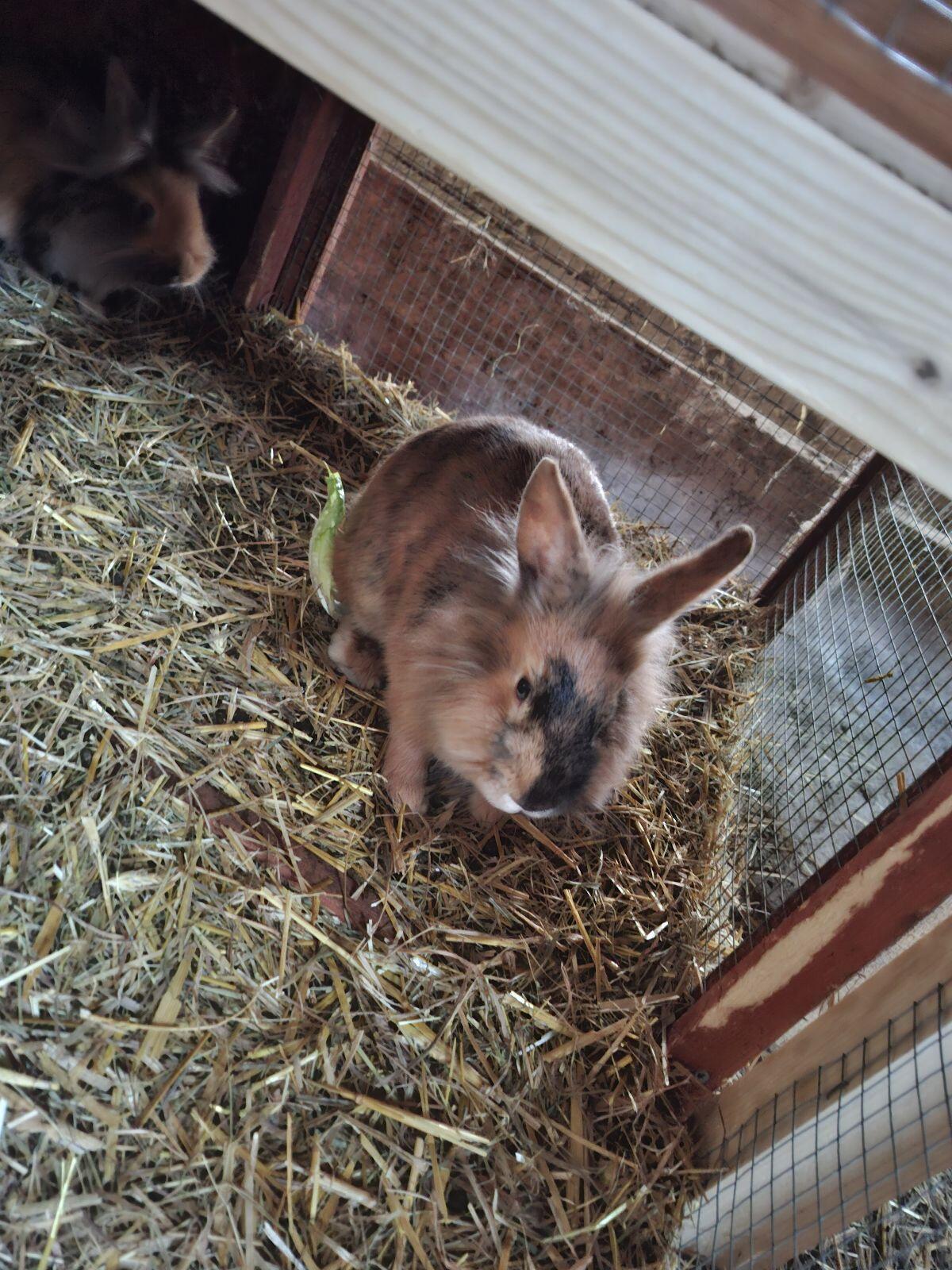 Hasen 2